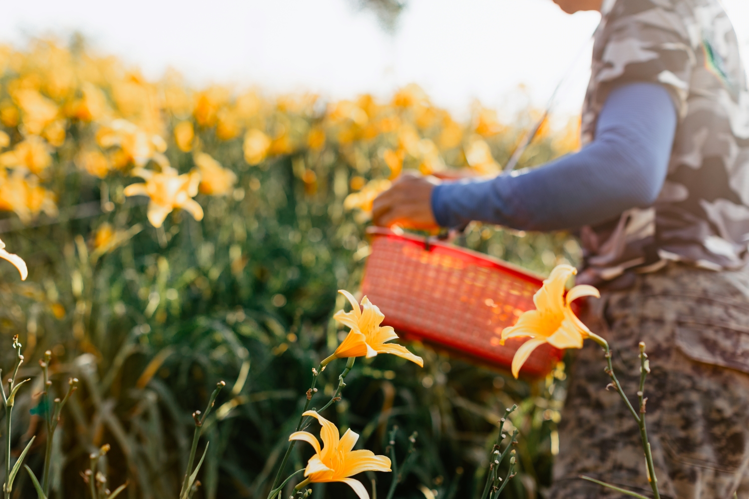 Orange Daylilies in Hushan Mountain