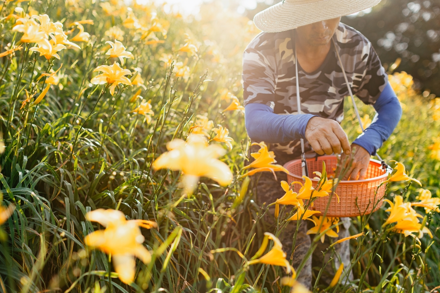 Orange Daylilies in Hushan Mountain