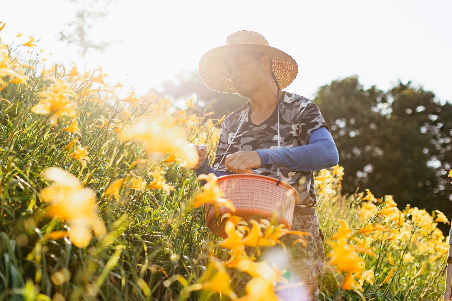 Orange Daylilies in Hushan Mountain