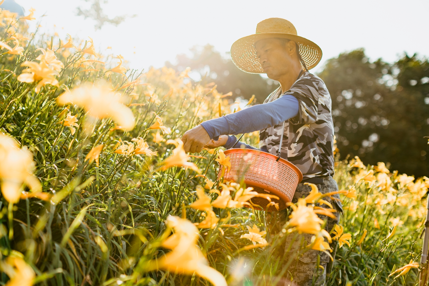 Orange Daylilies in Hushan Mountain