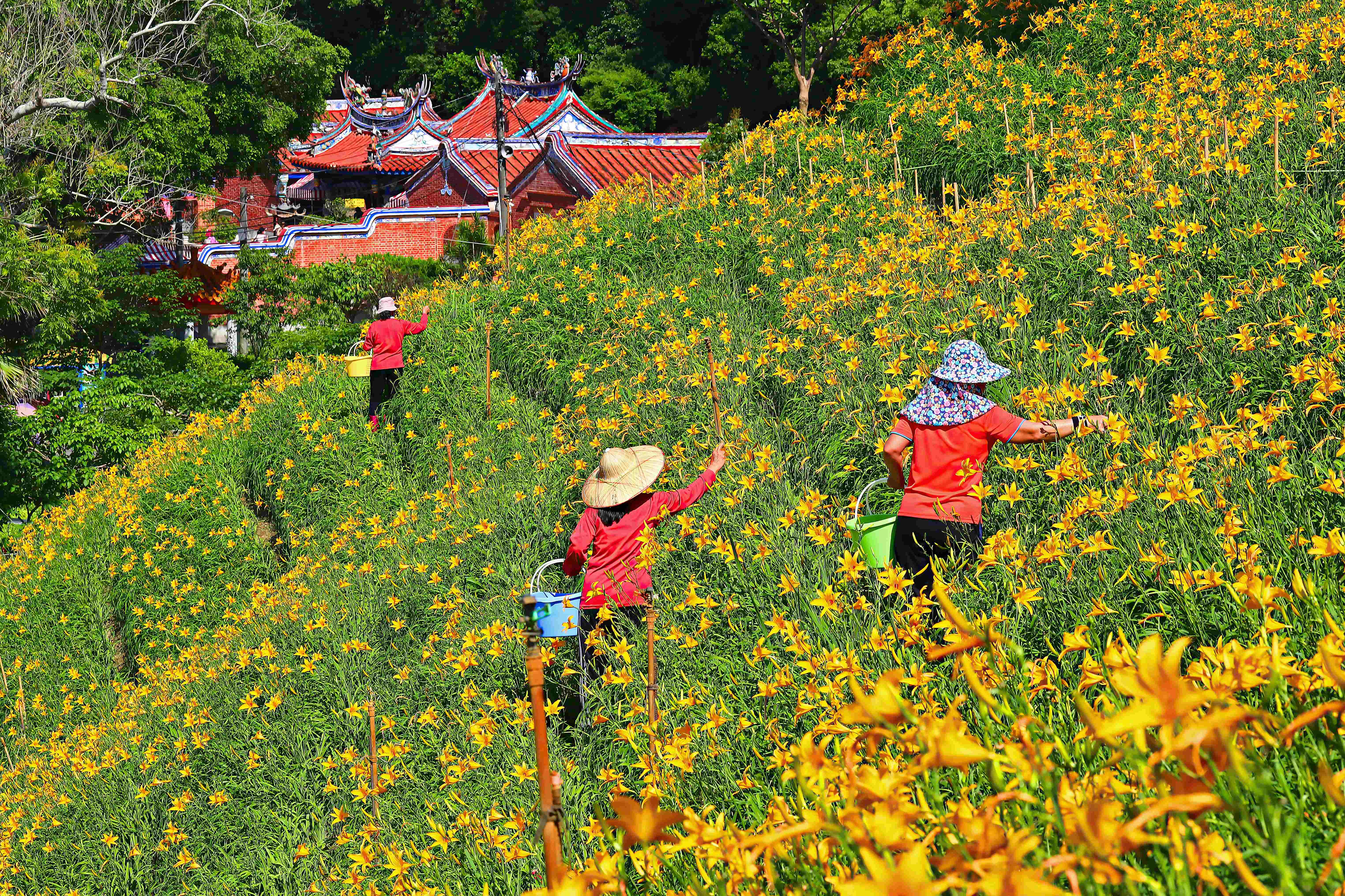 Orange Daylilies in Hushan Mountain