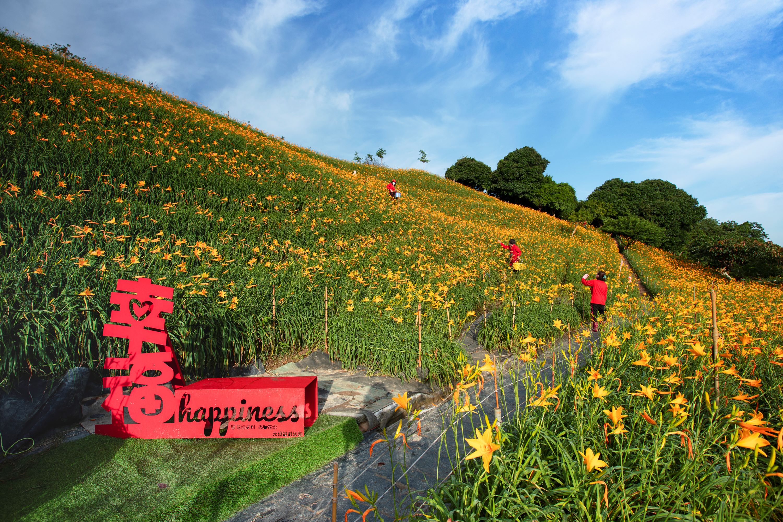 Orange Daylilies in Hushan Mountain