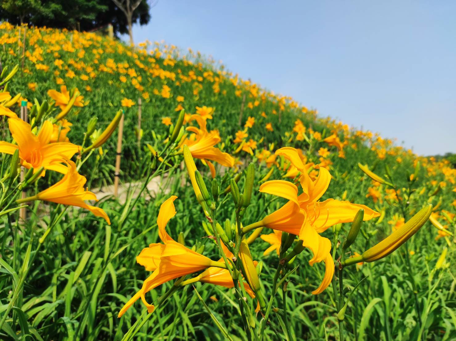 Orange Daylilies in Hushan Mountain