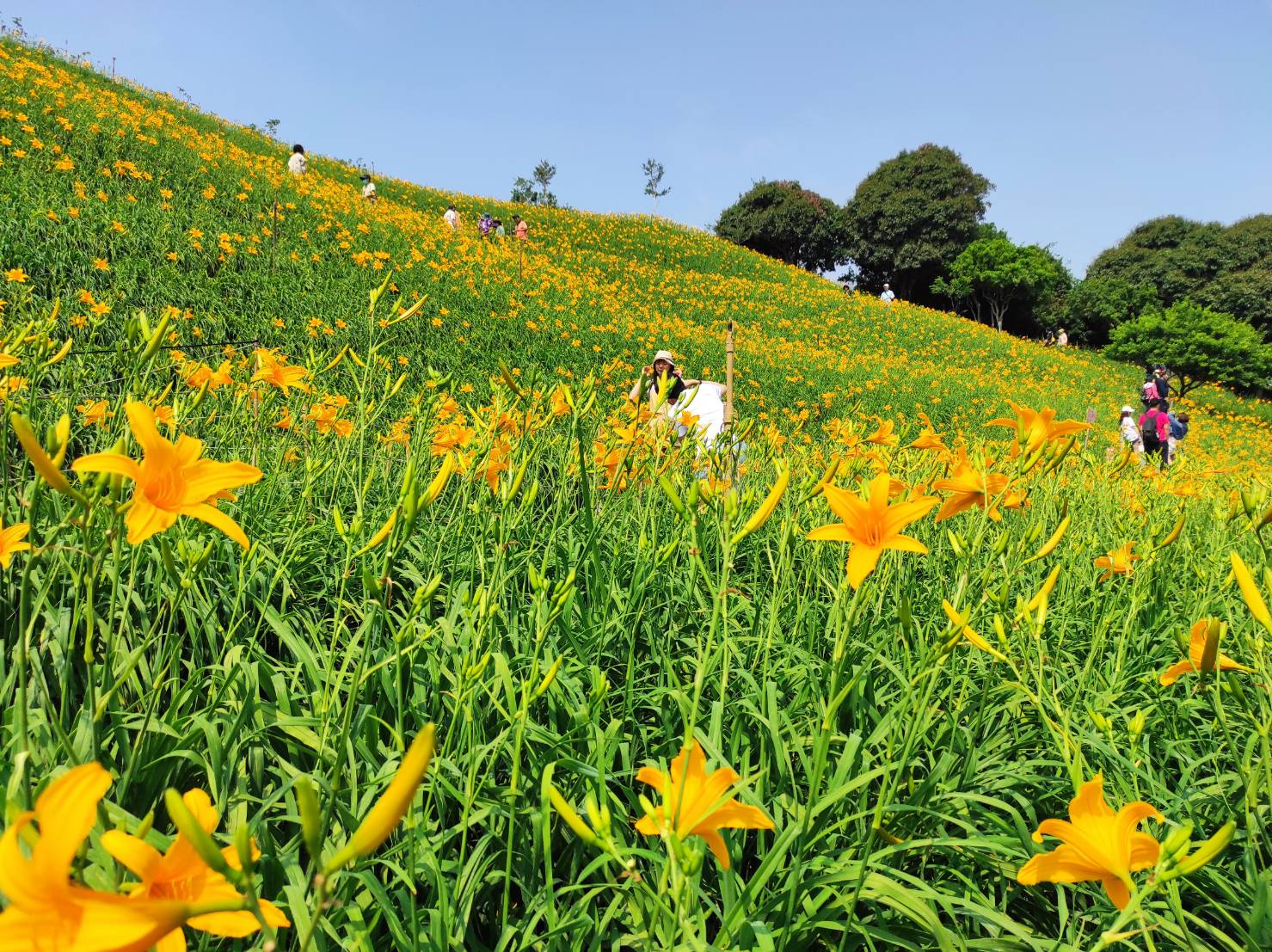 Orange Daylilies in Hushan Mountain