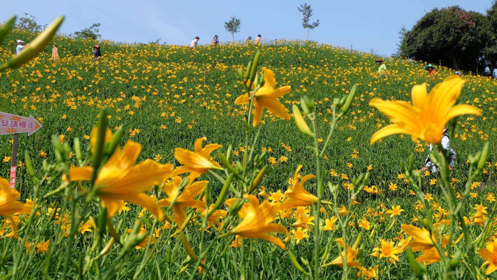 Orange Daylilies in Hushan Mountain