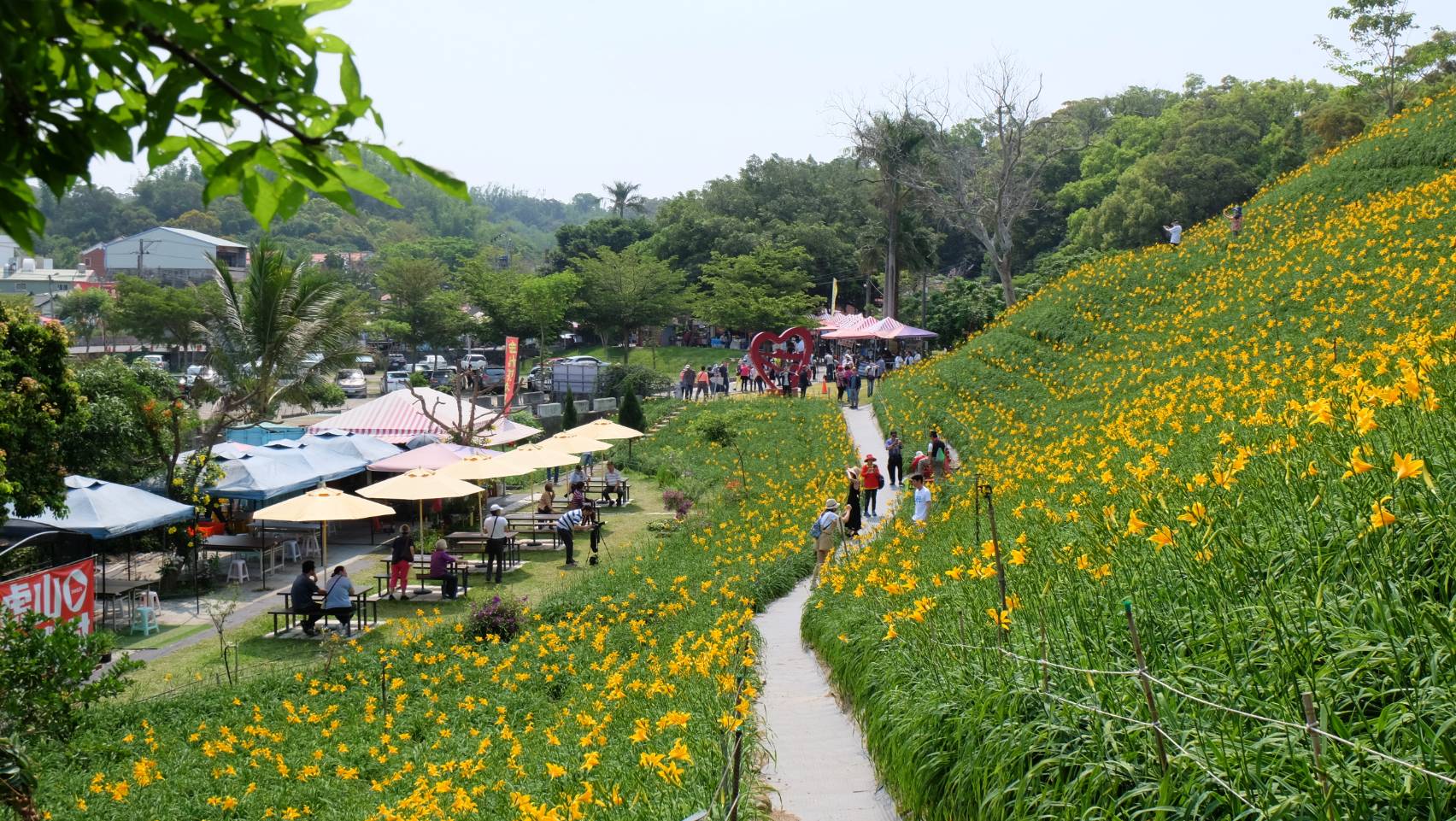 Orange Daylilies in Hushan Mountain