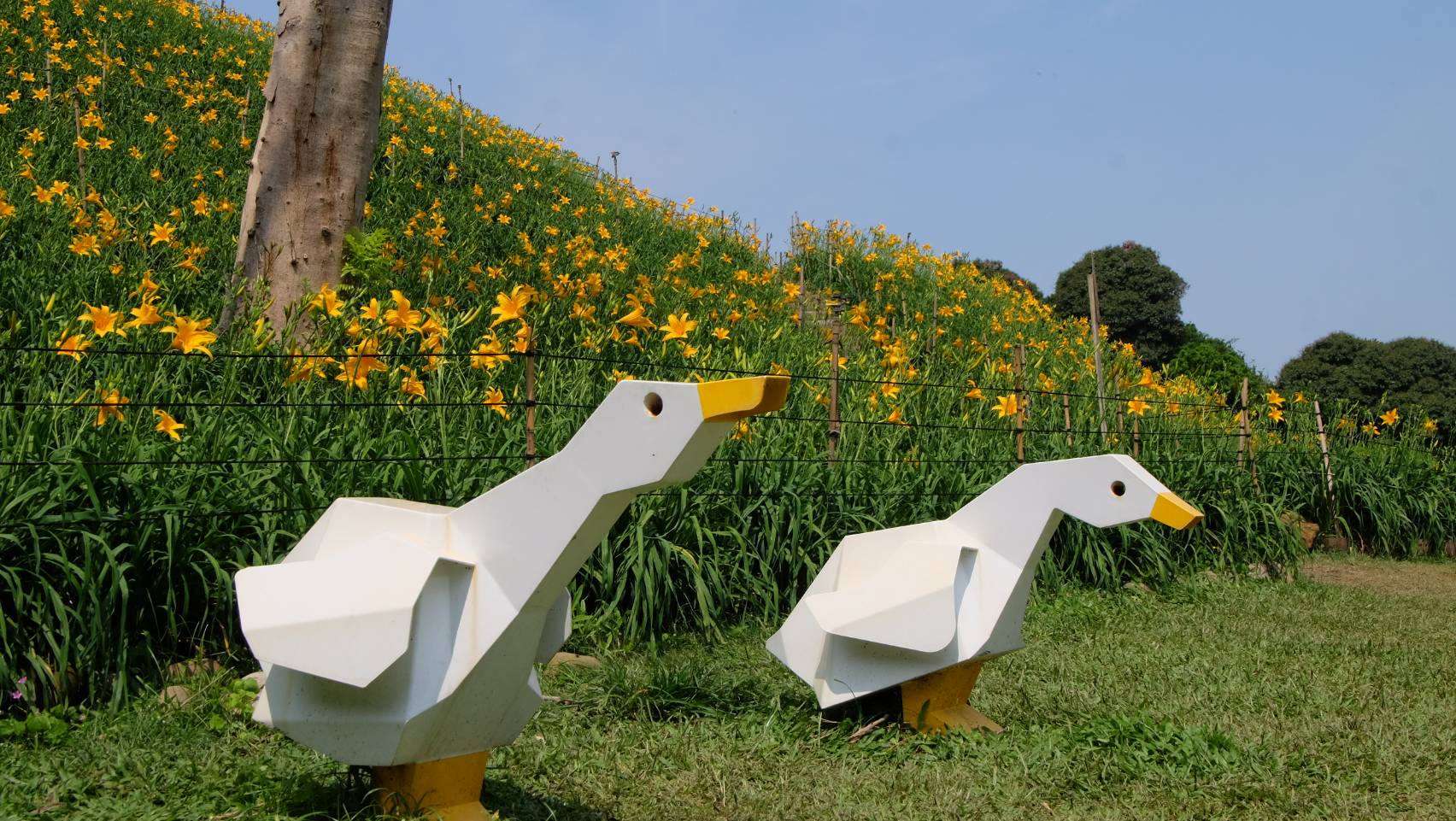 Orange Daylilies in Hushan Mountain