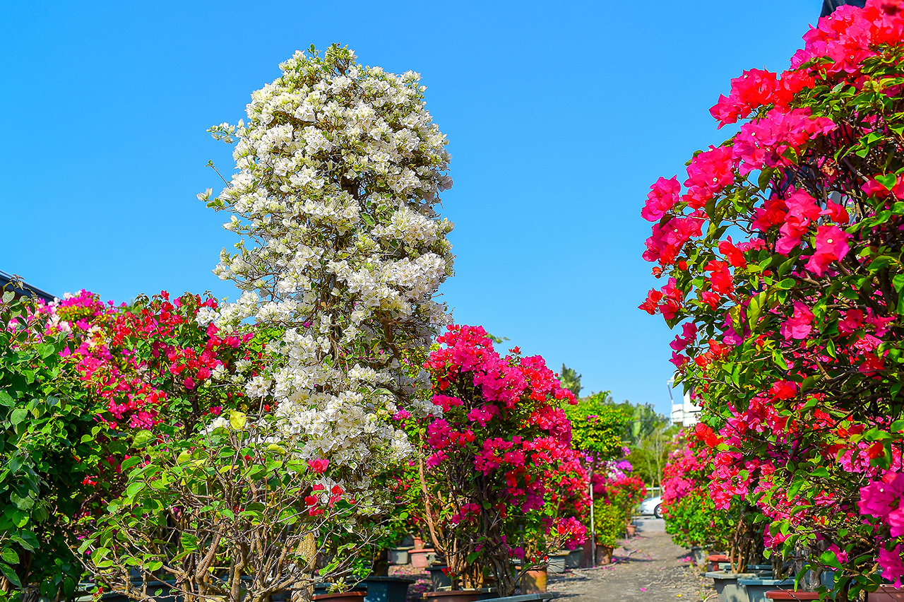  Tianwei Highway Garden