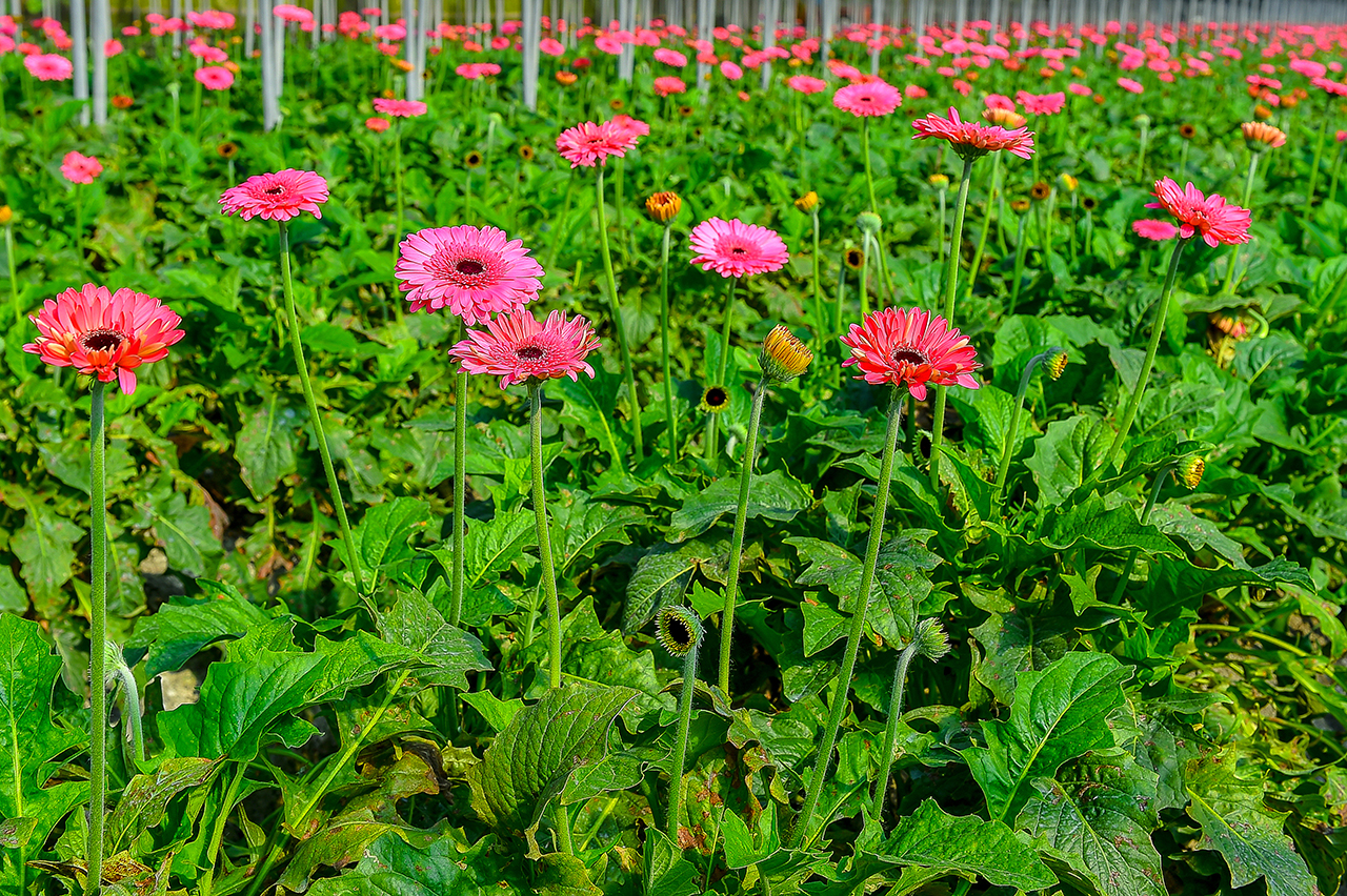  Tianwei Highway Garden