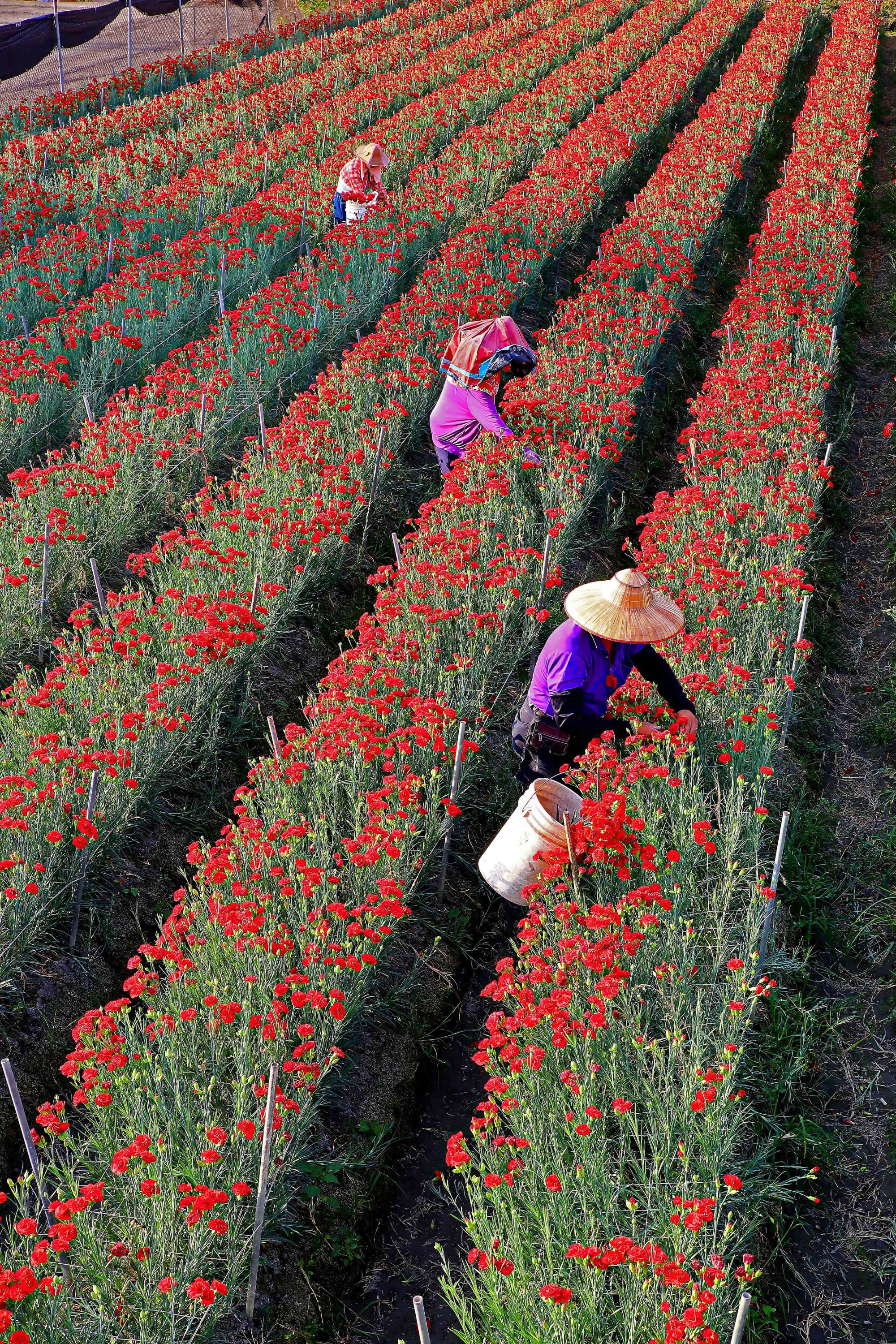  Tianwei Highway Garden