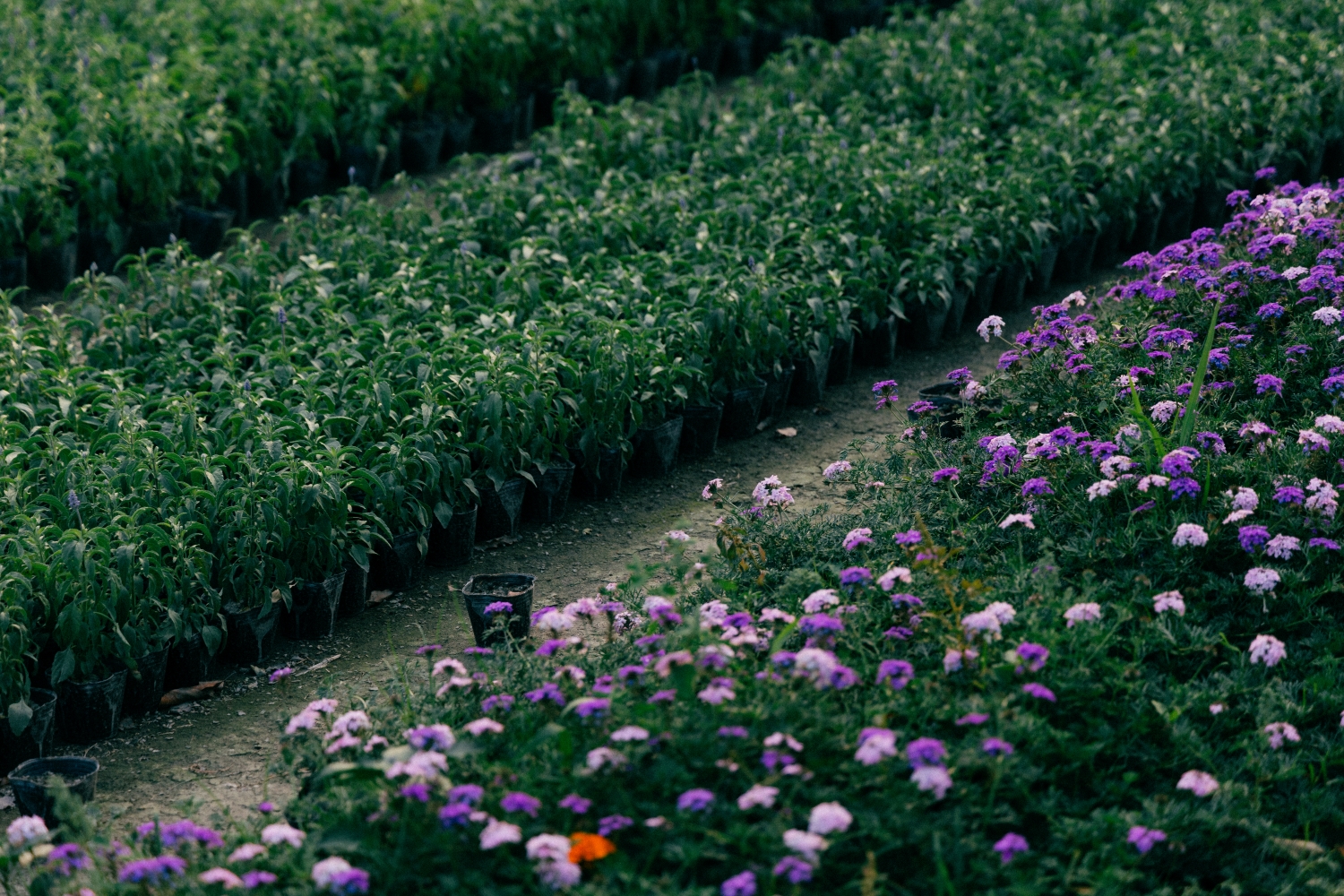 Tianwei Highway Garden