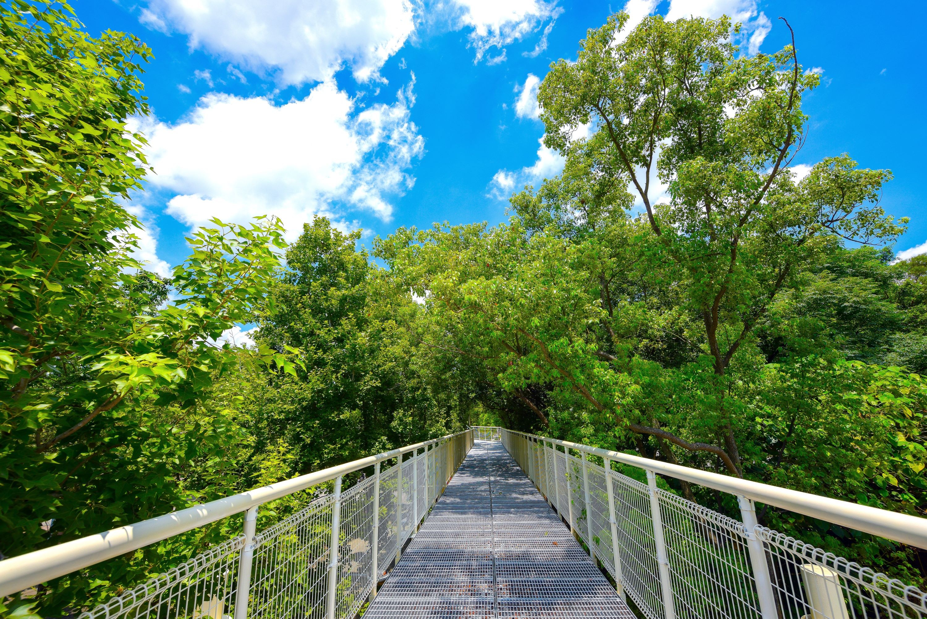 Gorgeous Bagua Mountain Skywalk -1