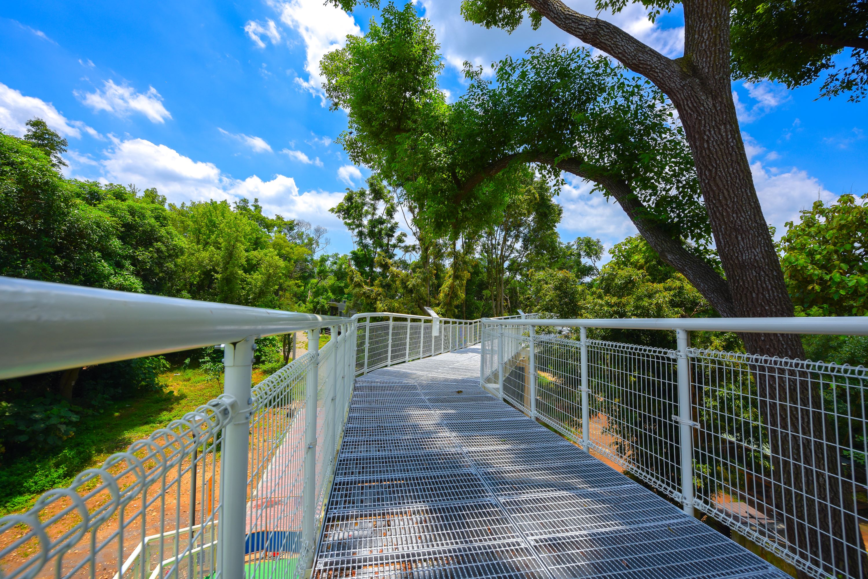 Bagua Mountain Skywalk