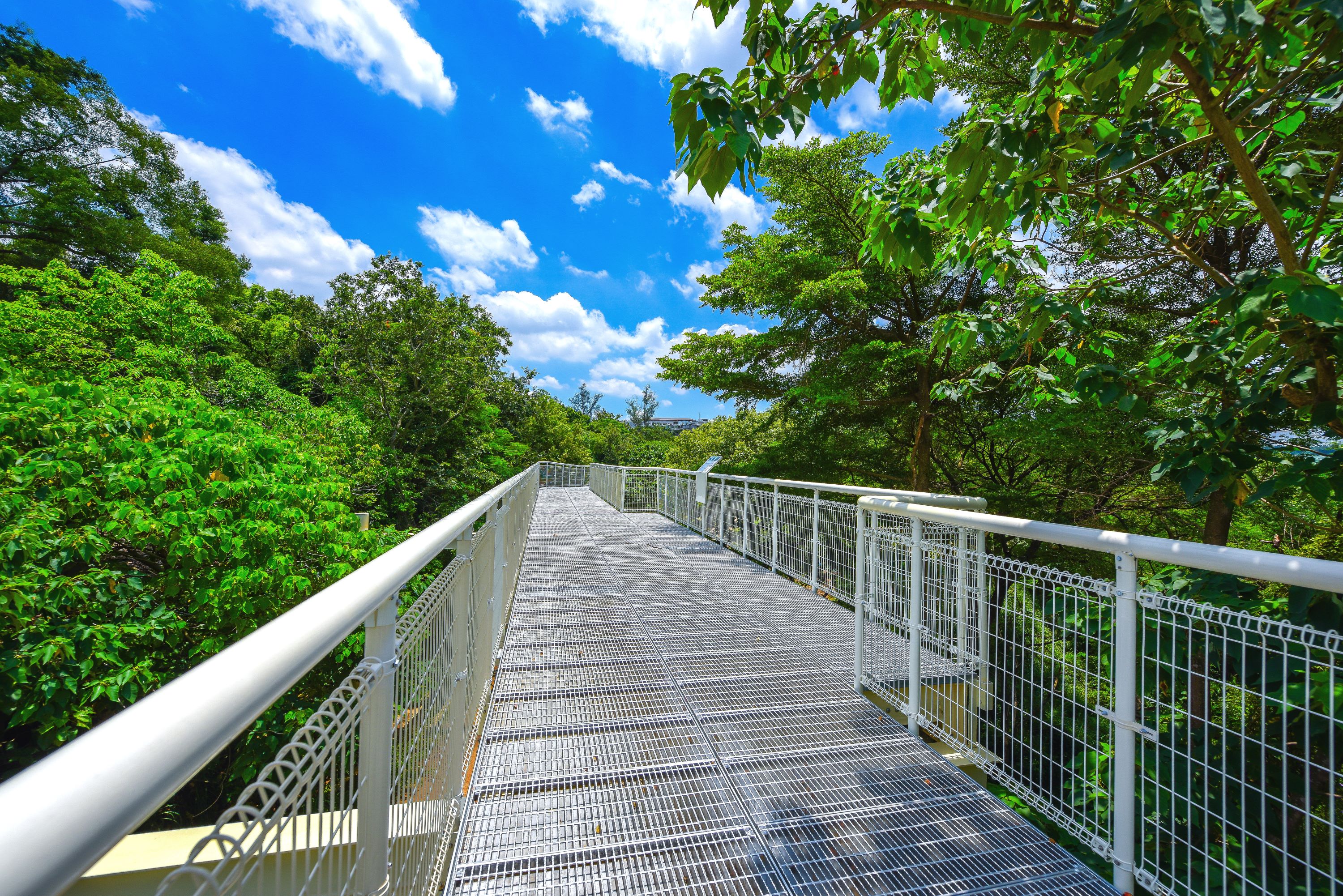 Bagua Mountain Skywalk