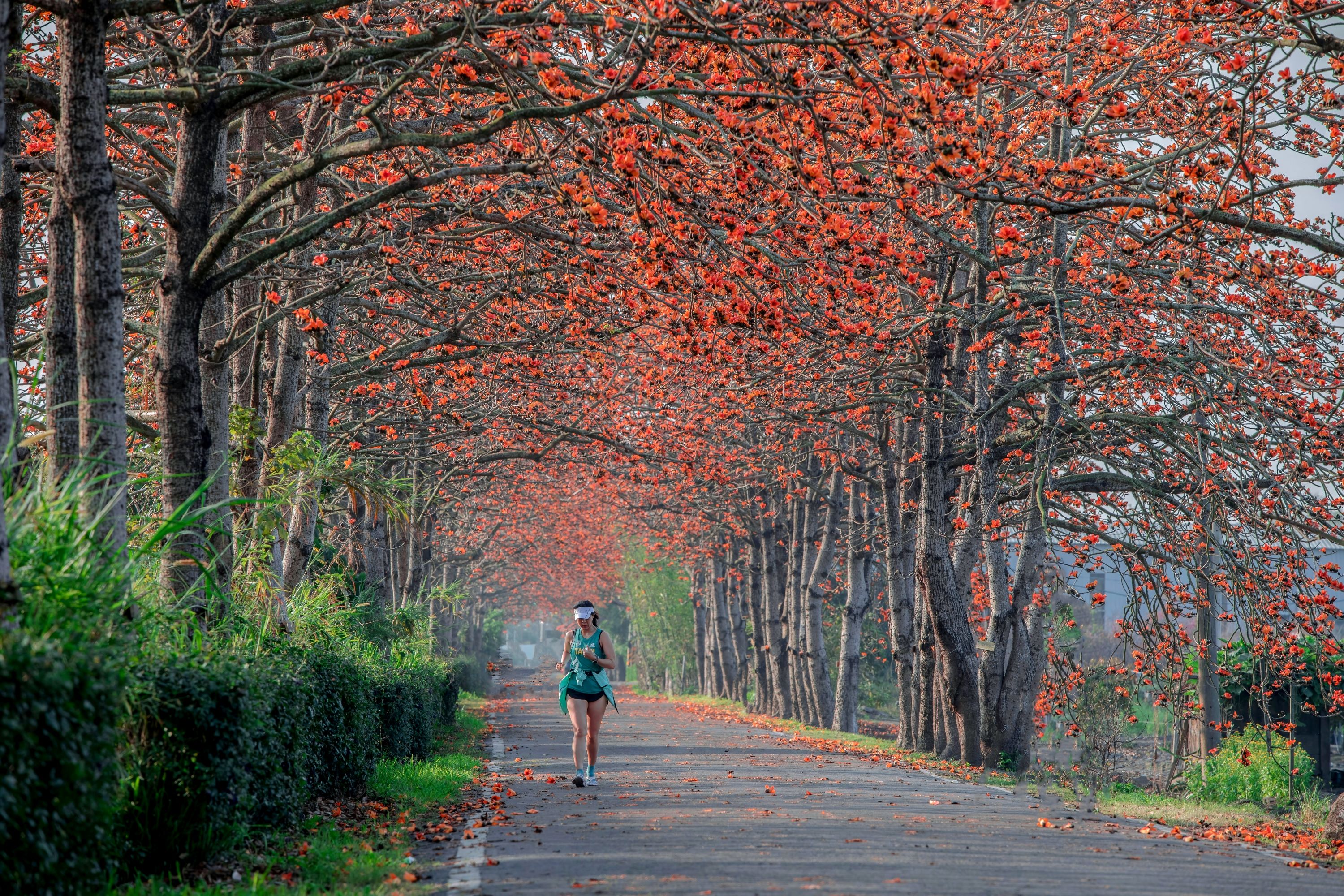 Kapok Flowers in Changhua