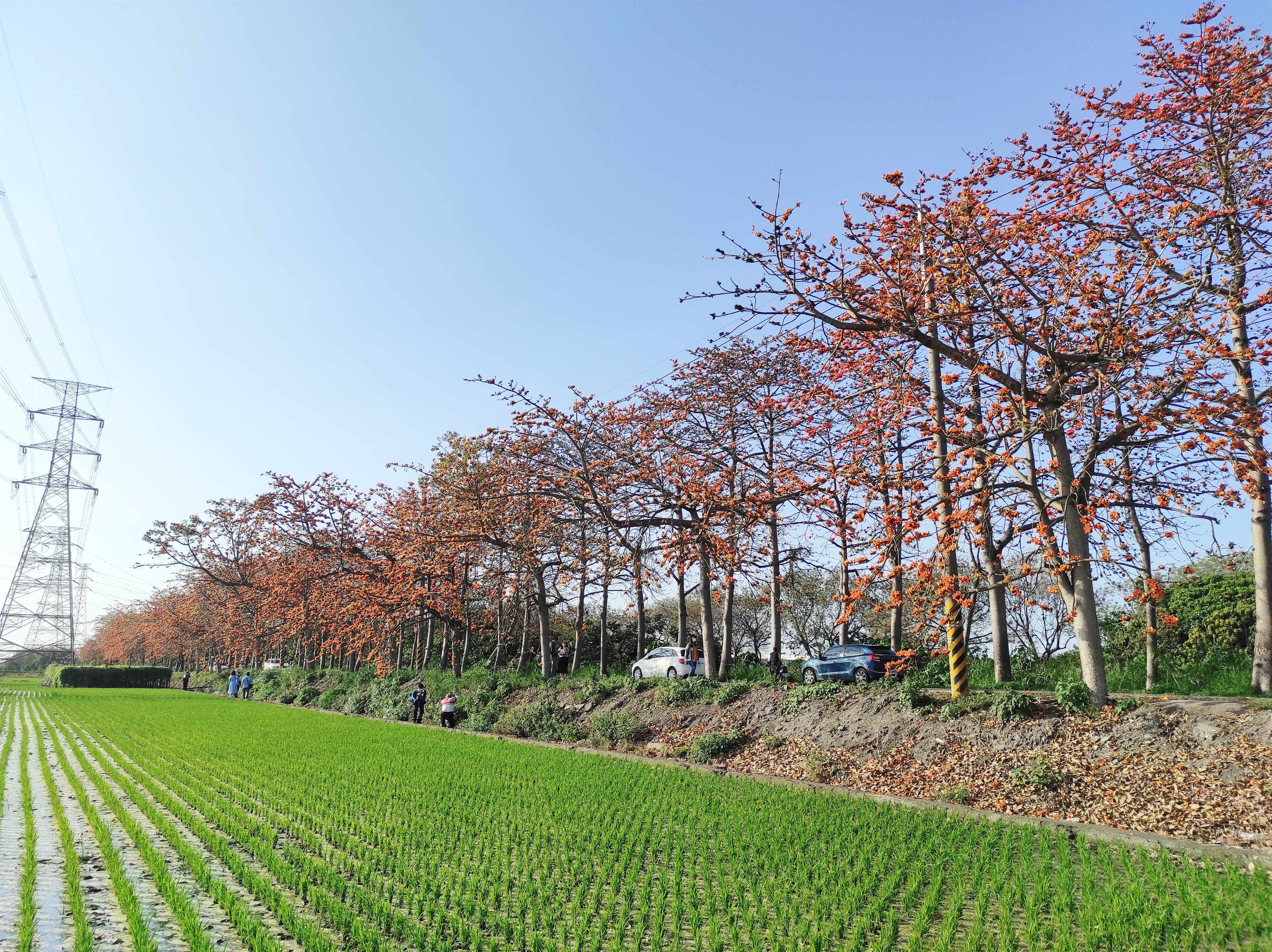 Kapok Flowers in Changhua