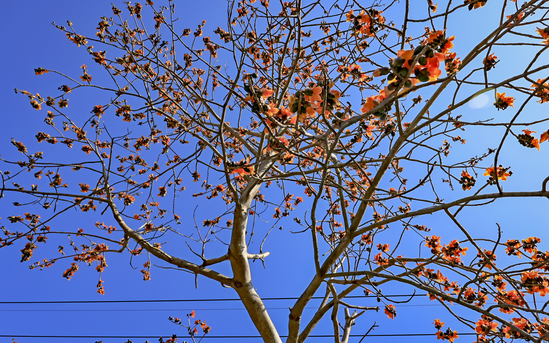 Kapok Flowers in Changhua
