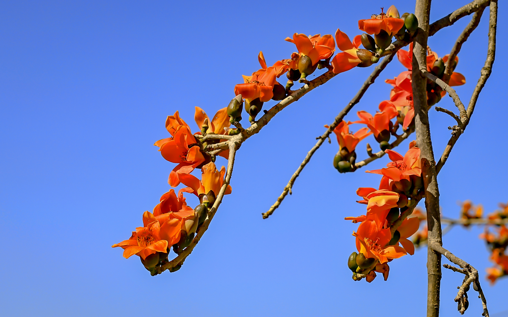 Kapok Flowers in Changhua