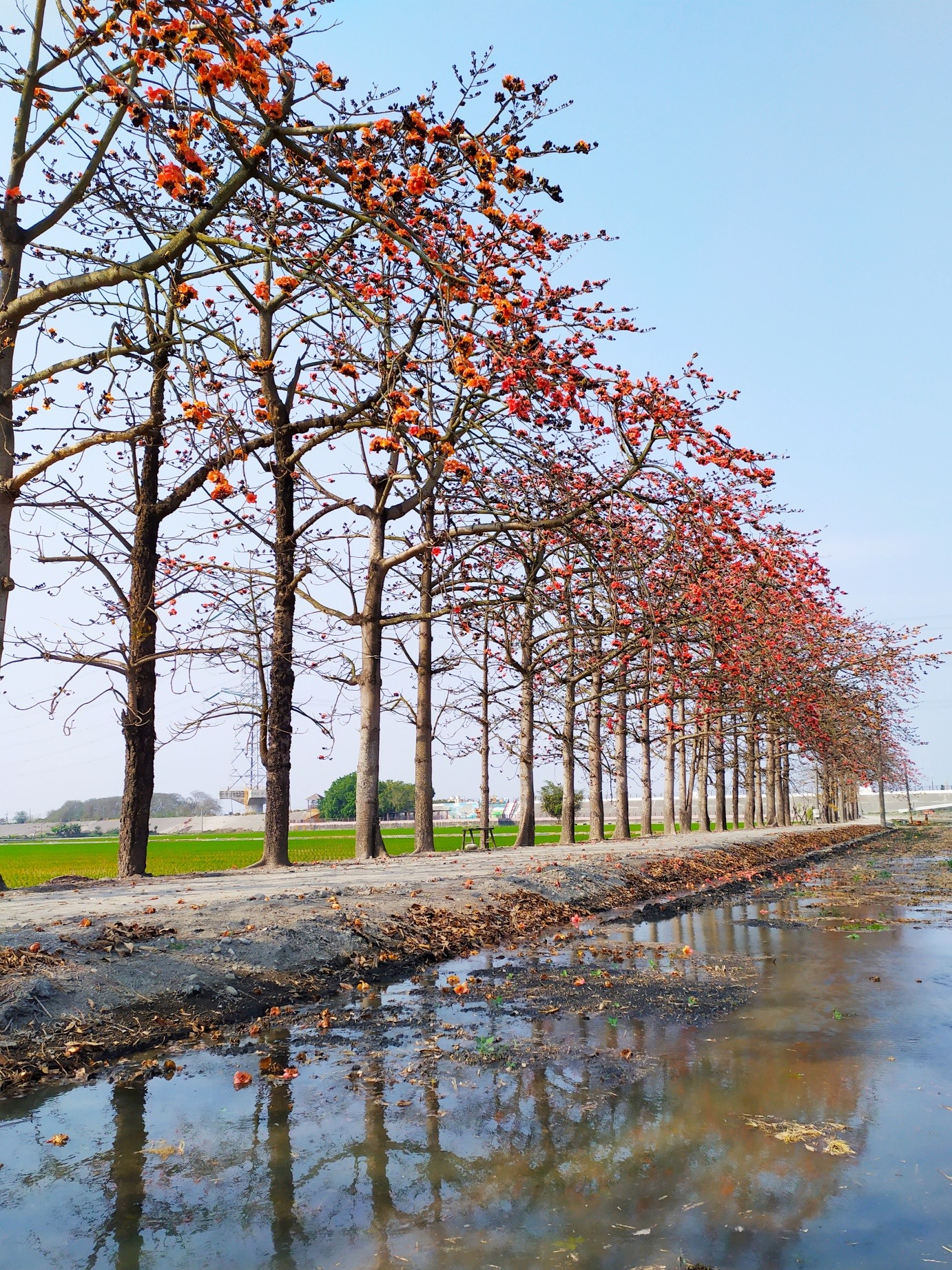 Kapok Flowers in Changhua
