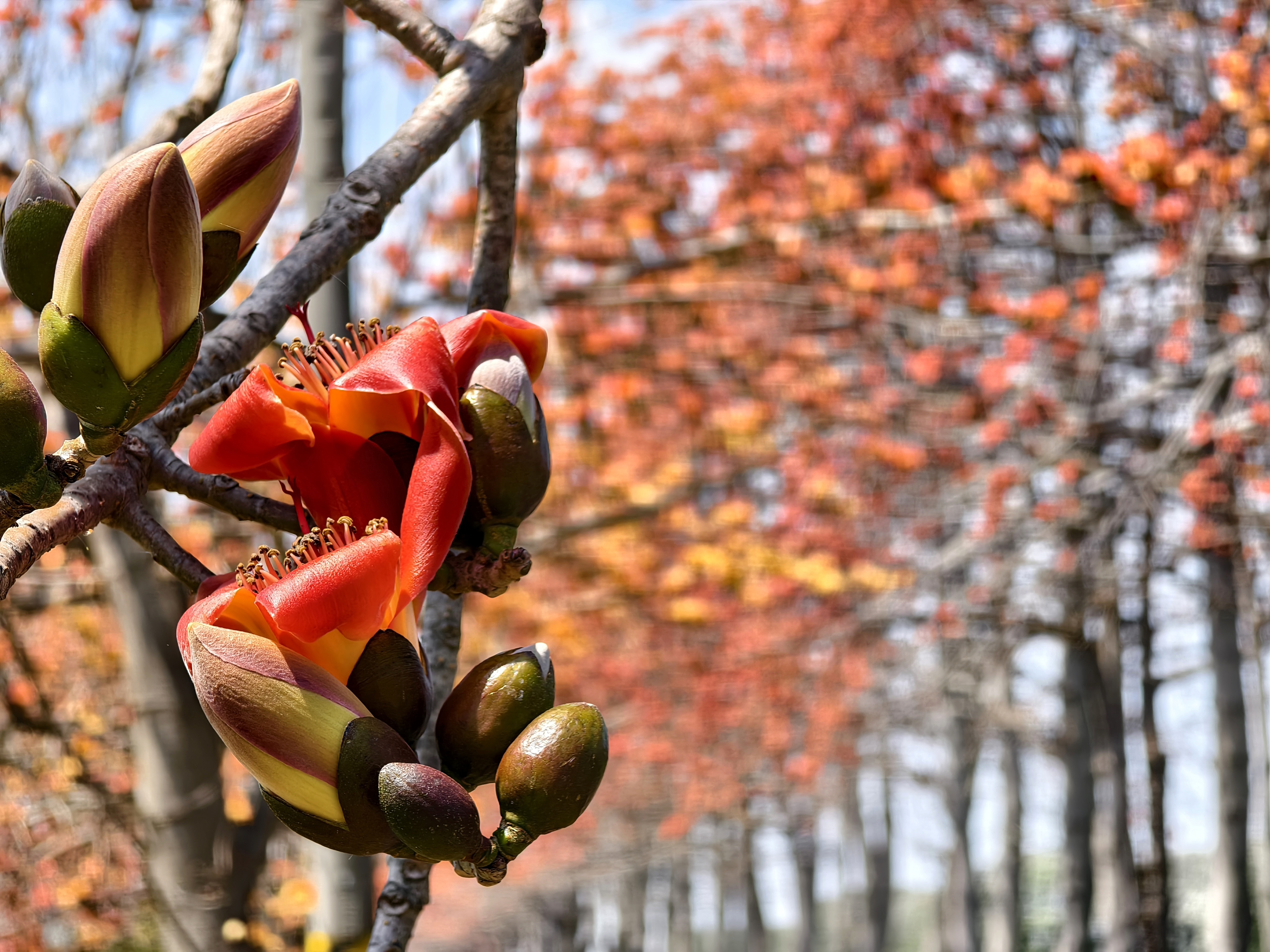 Kapok Flowers in Changhua