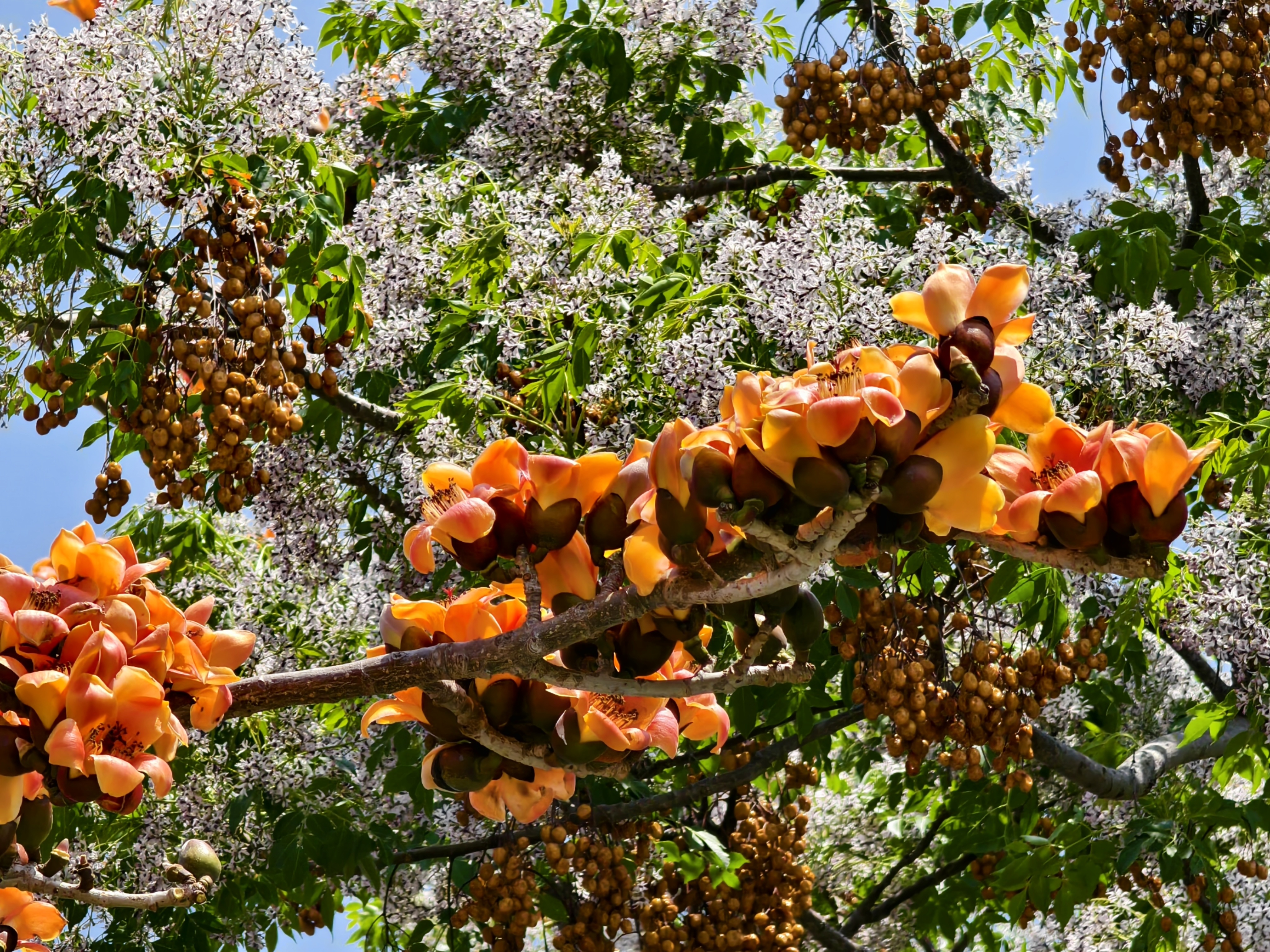 Kapok Flowers in Changhua