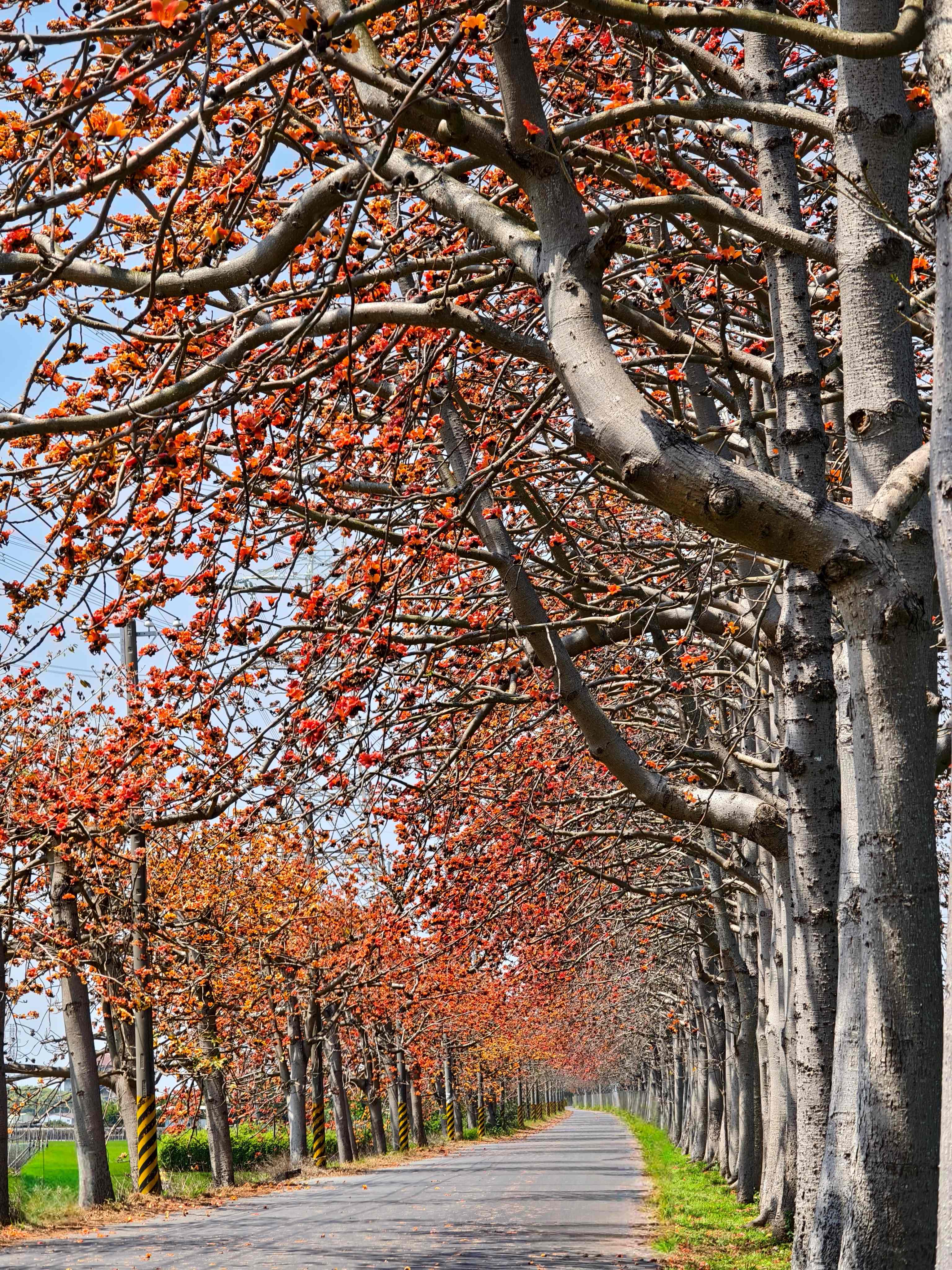 Kapok Flowers in Changhua