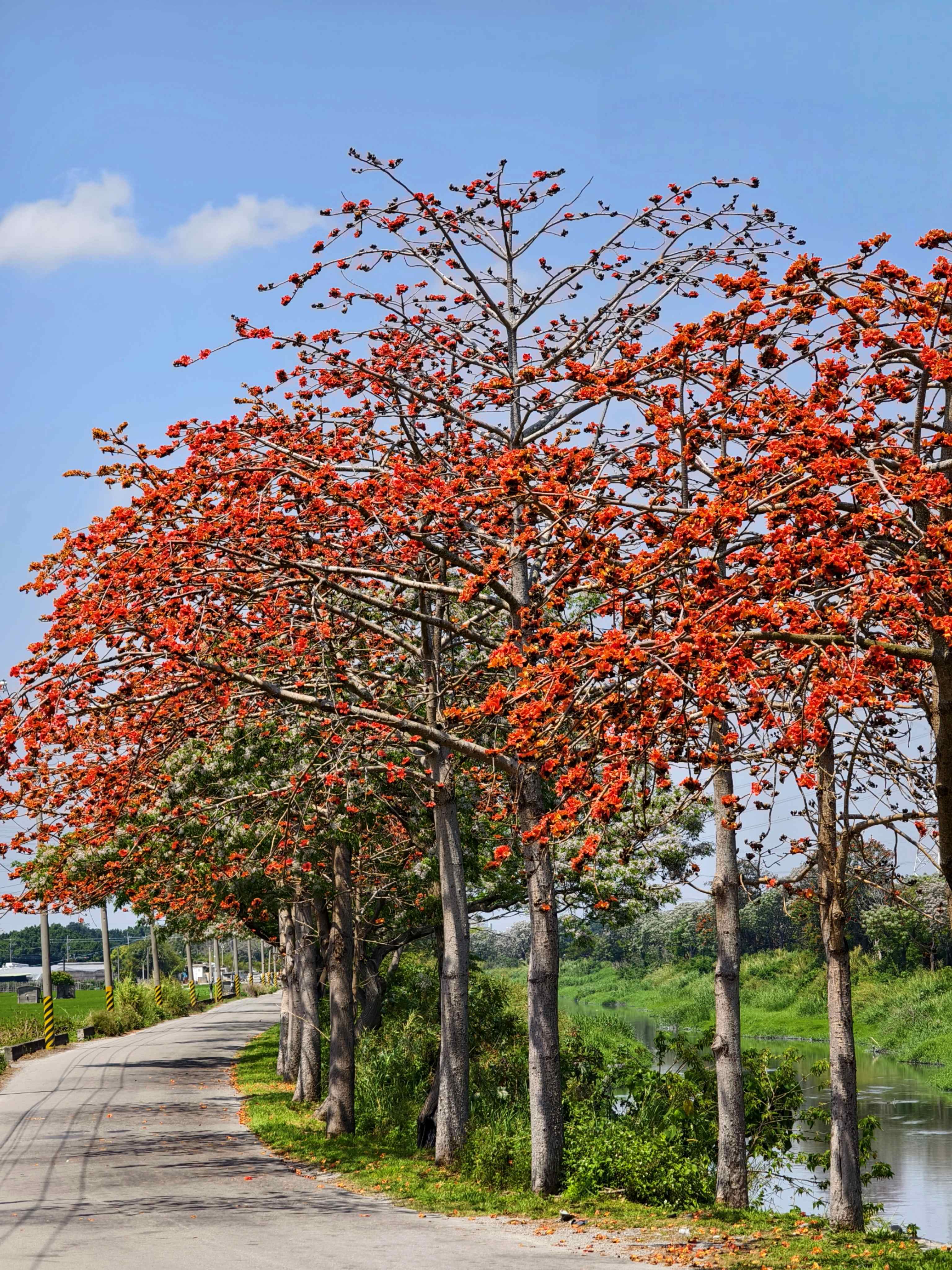 Kapok Flowers in Changhua