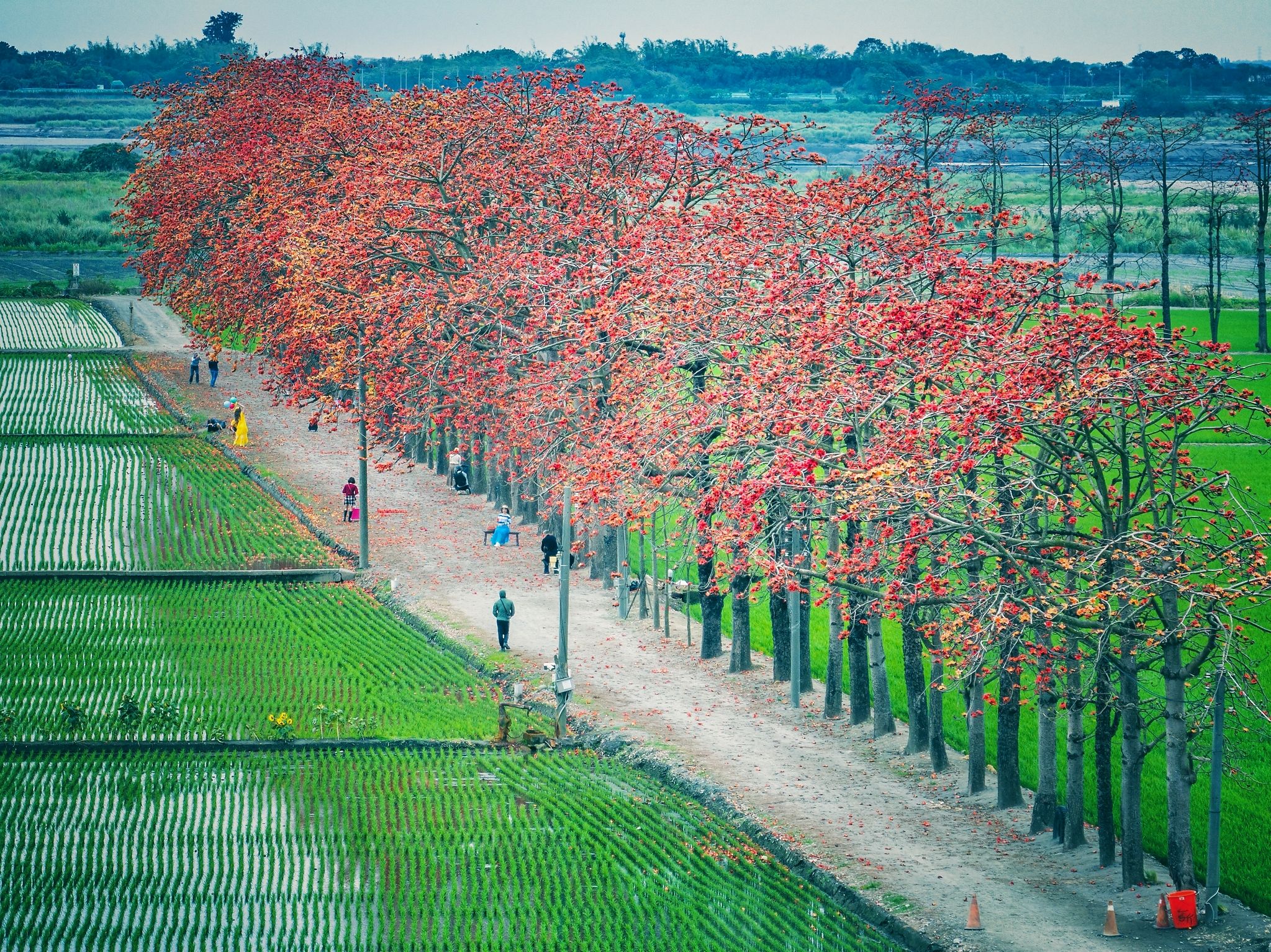 Kapok Flowers in Changhua