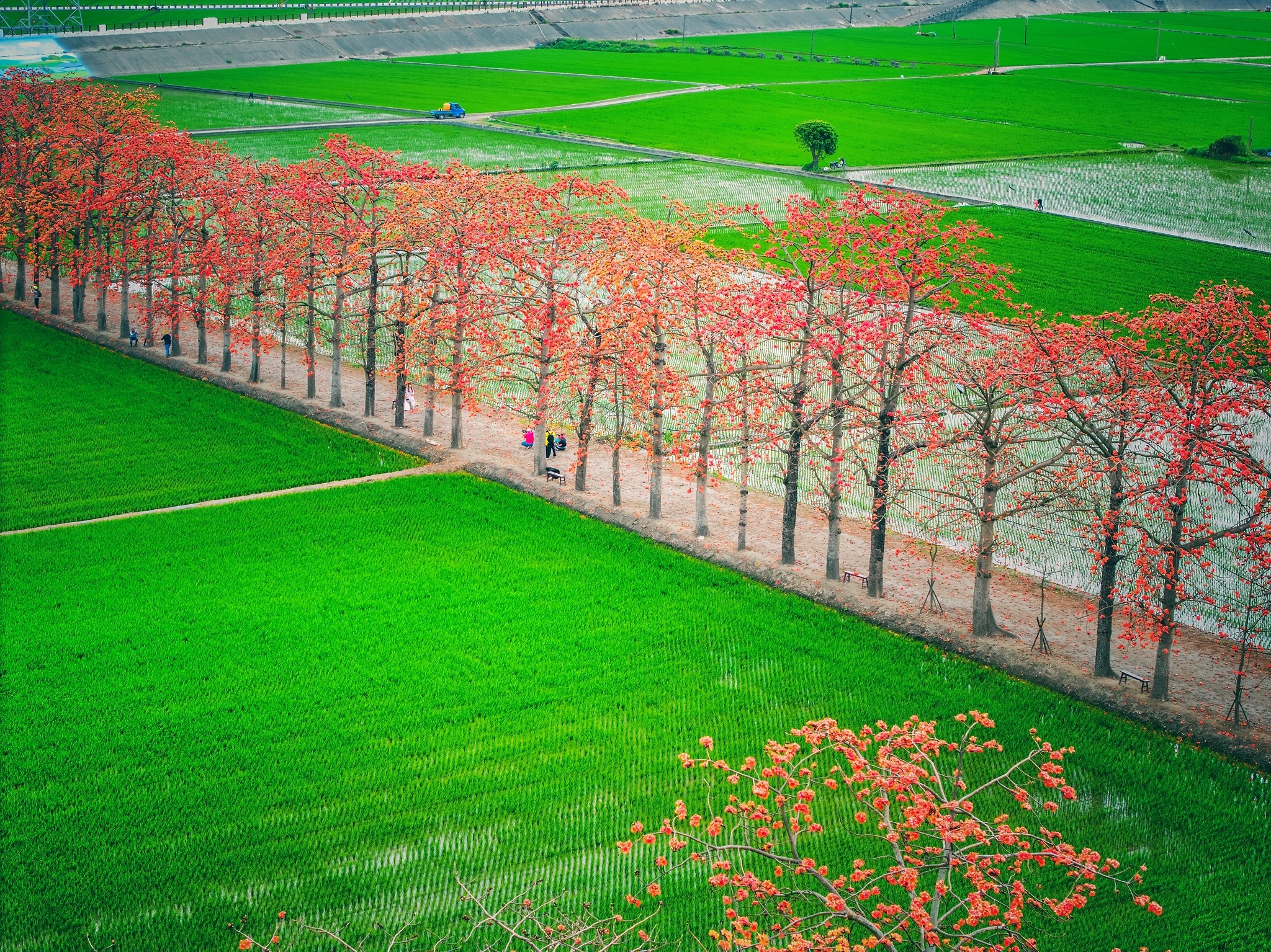 Kapok Flowers in Changhua