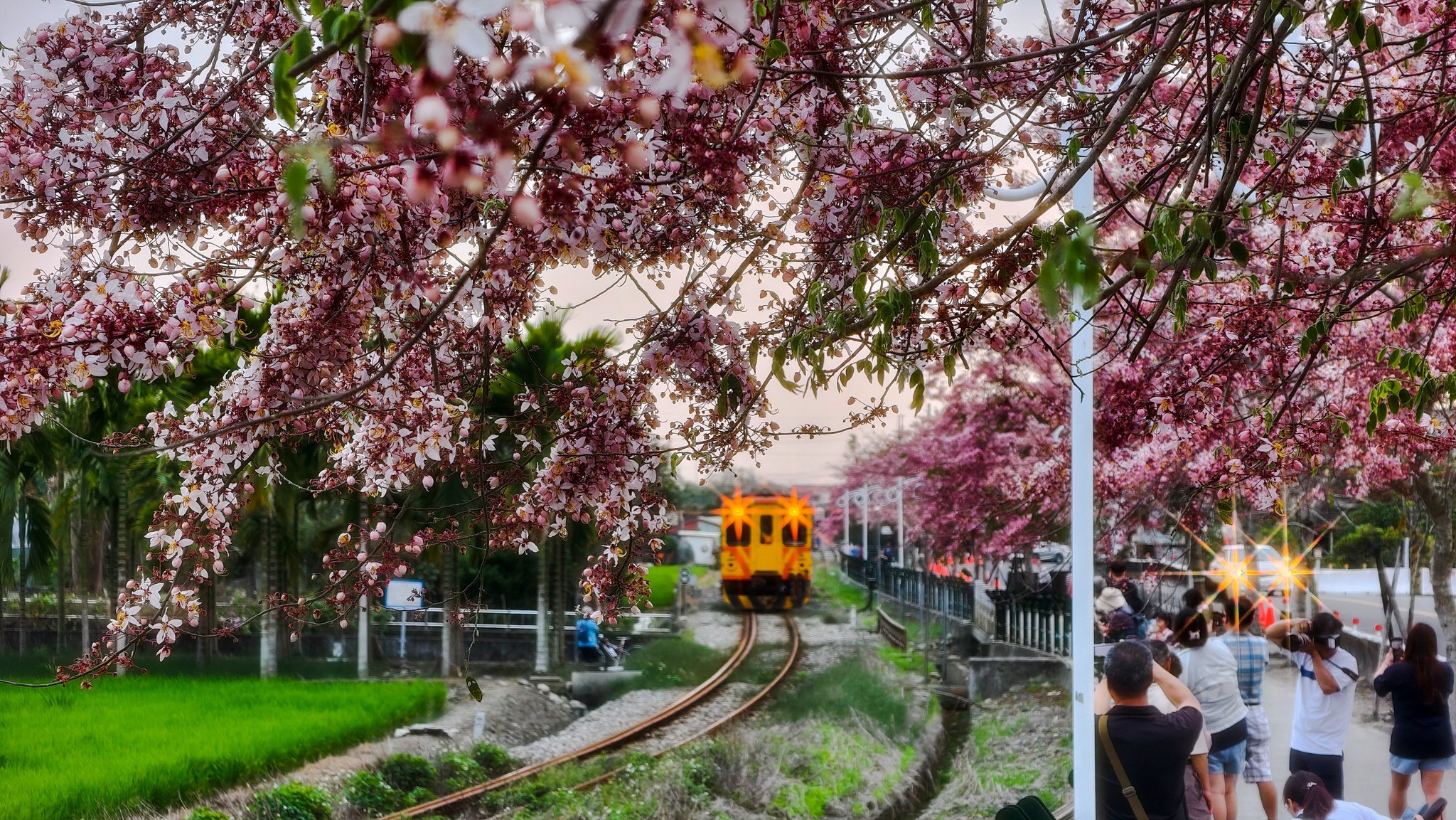 Pink Shower Trees in Ershui
