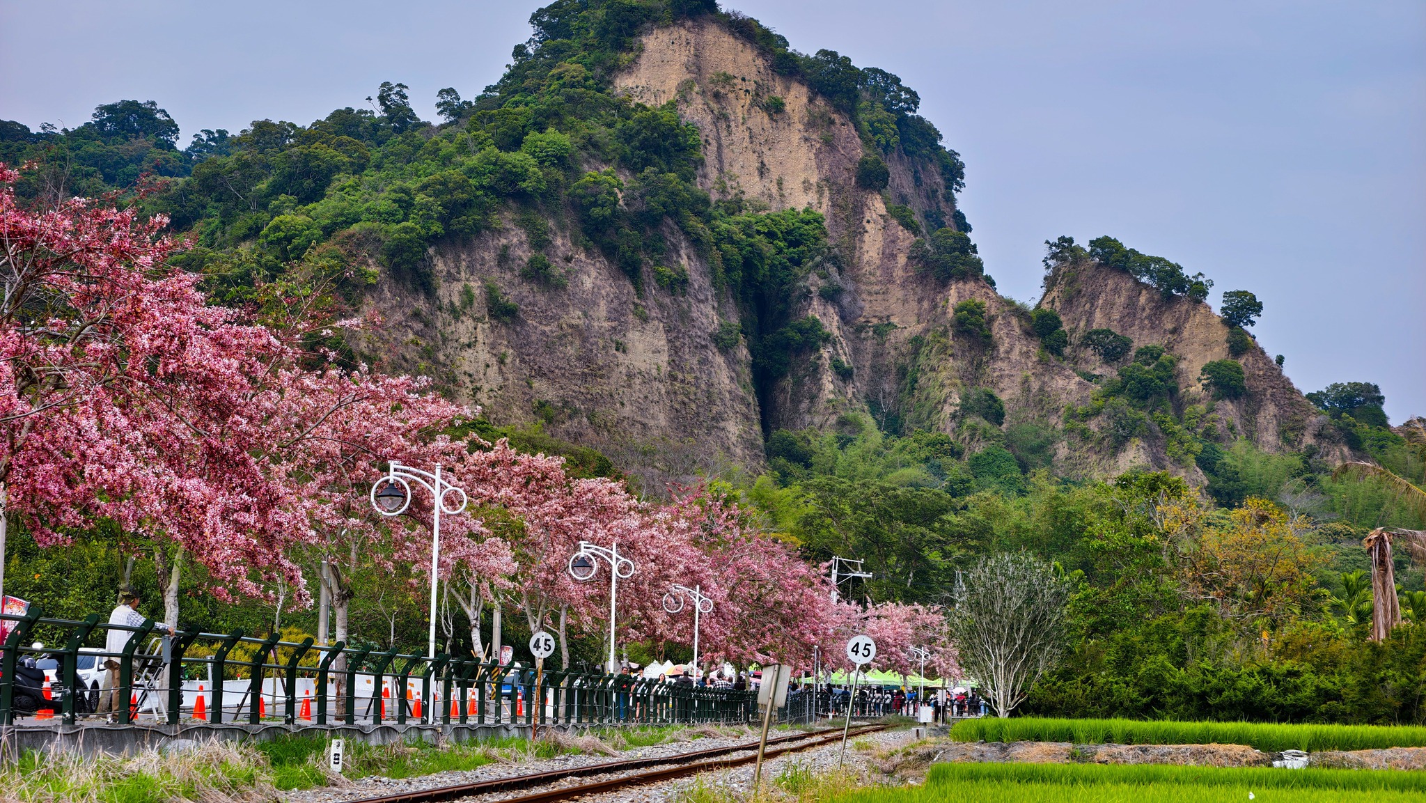 Pink Shower Trees in Ershui