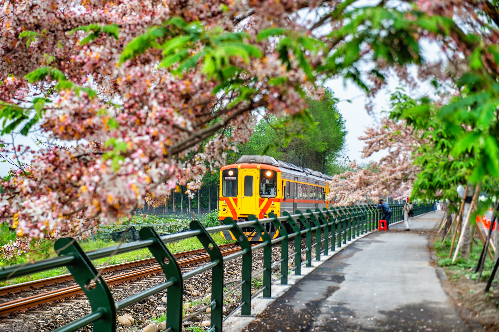 Pink Shower Trees in Ershui