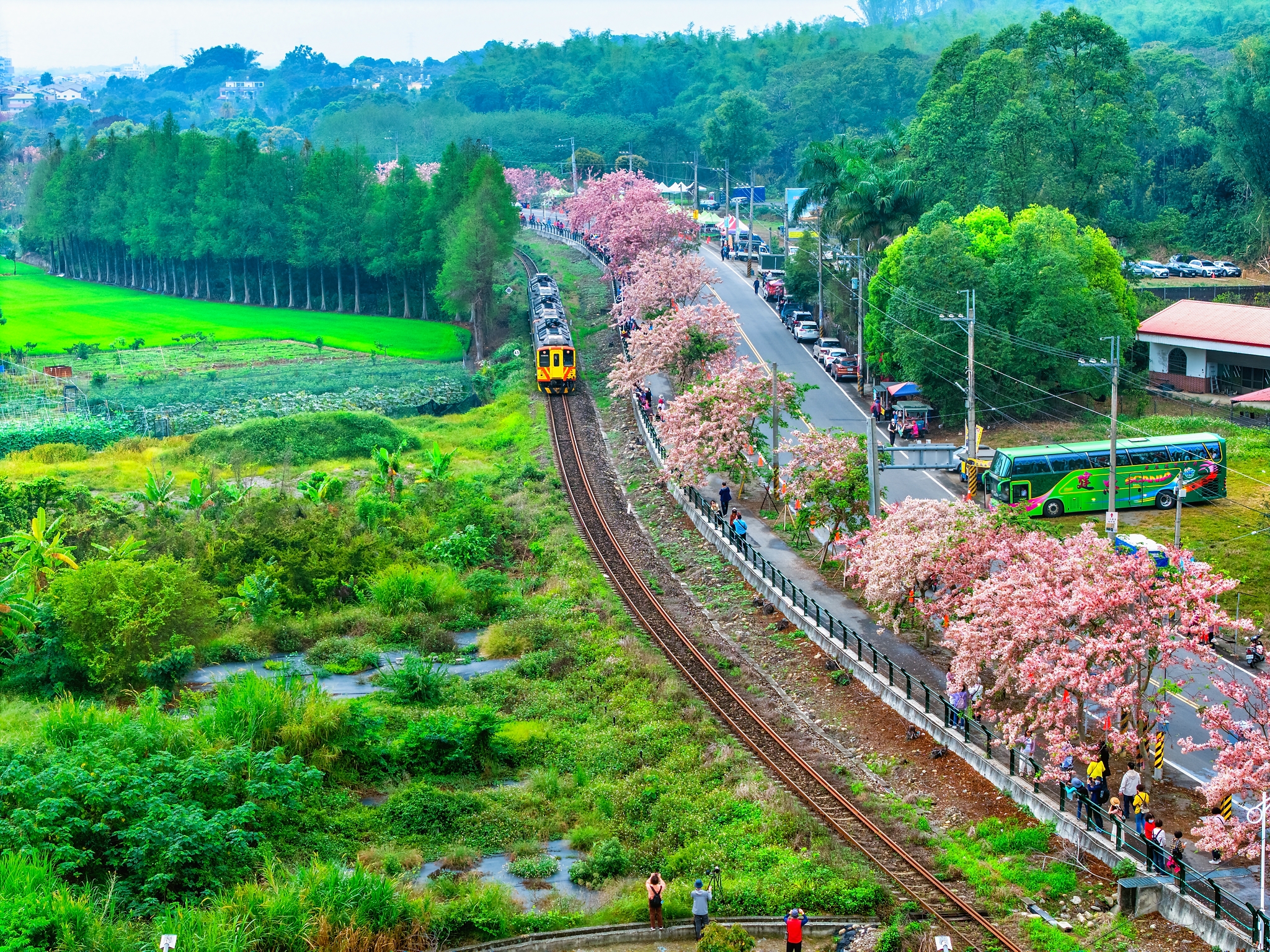Pink Shower Trees in Ershui