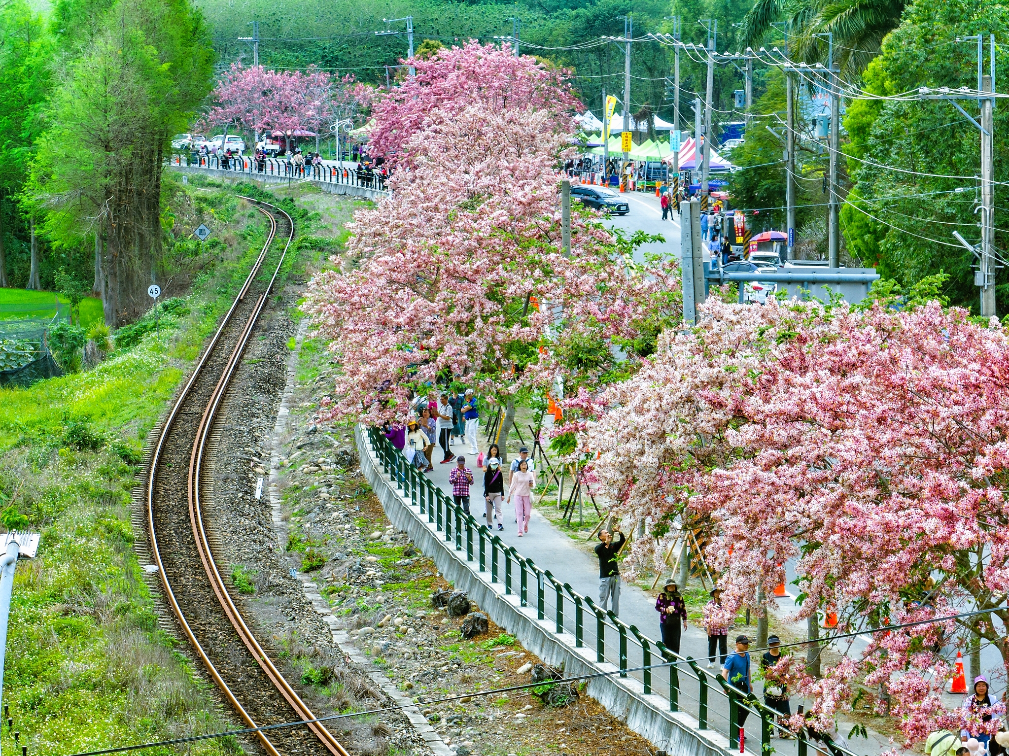 Pink Shower Trees in Ershui