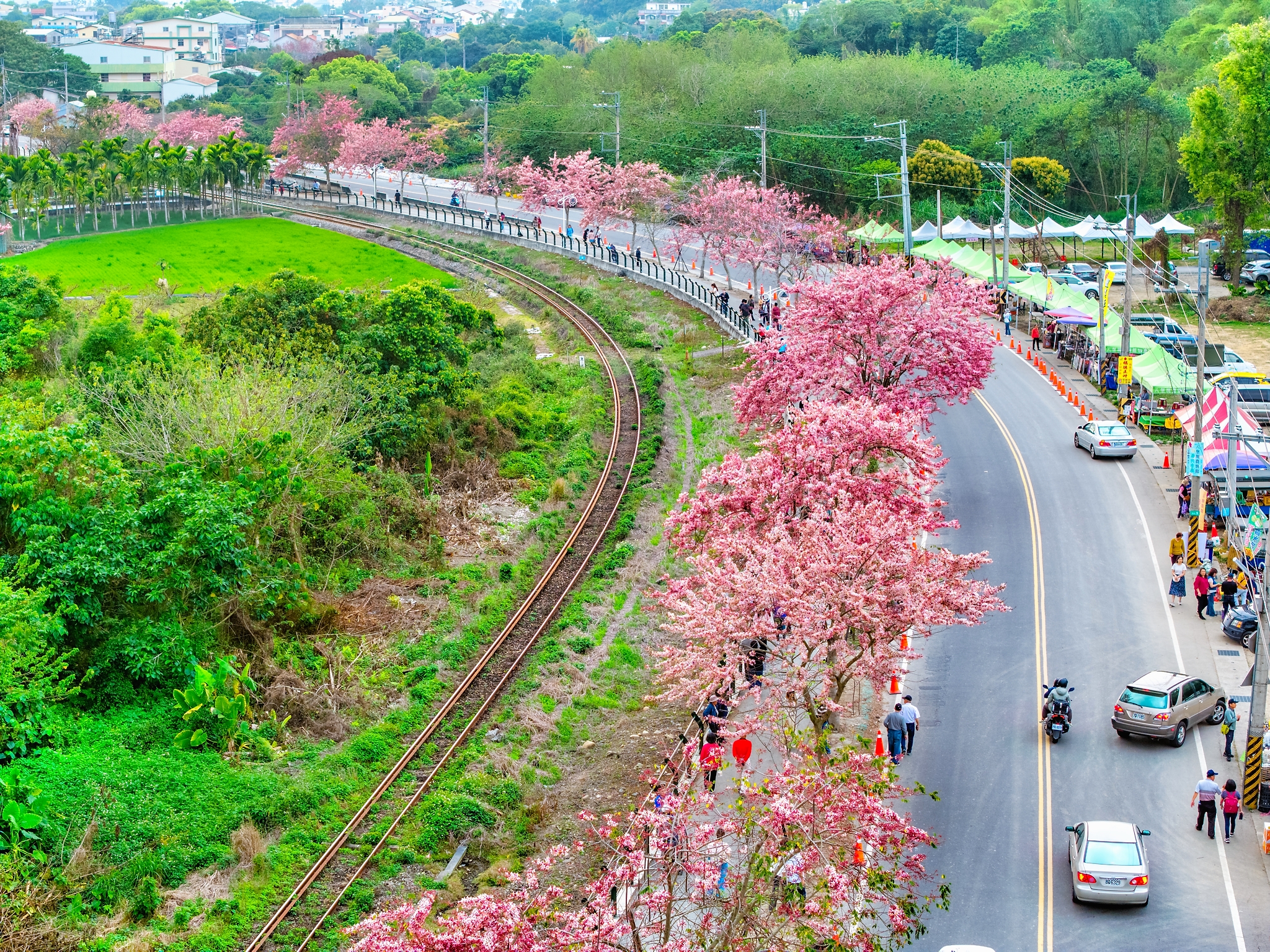 Pink Shower Trees in Ershui