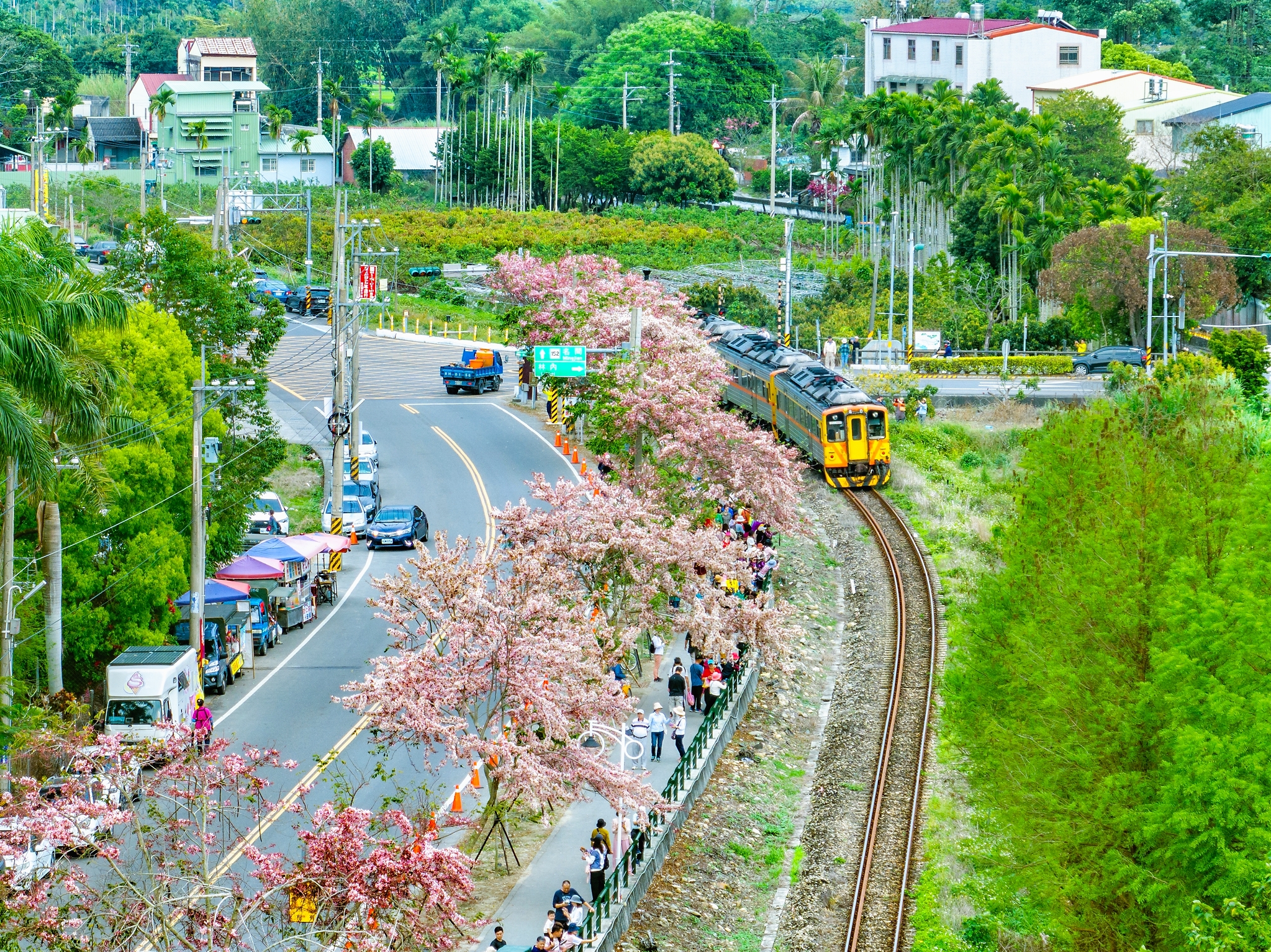 Pink Shower Trees in Ershui