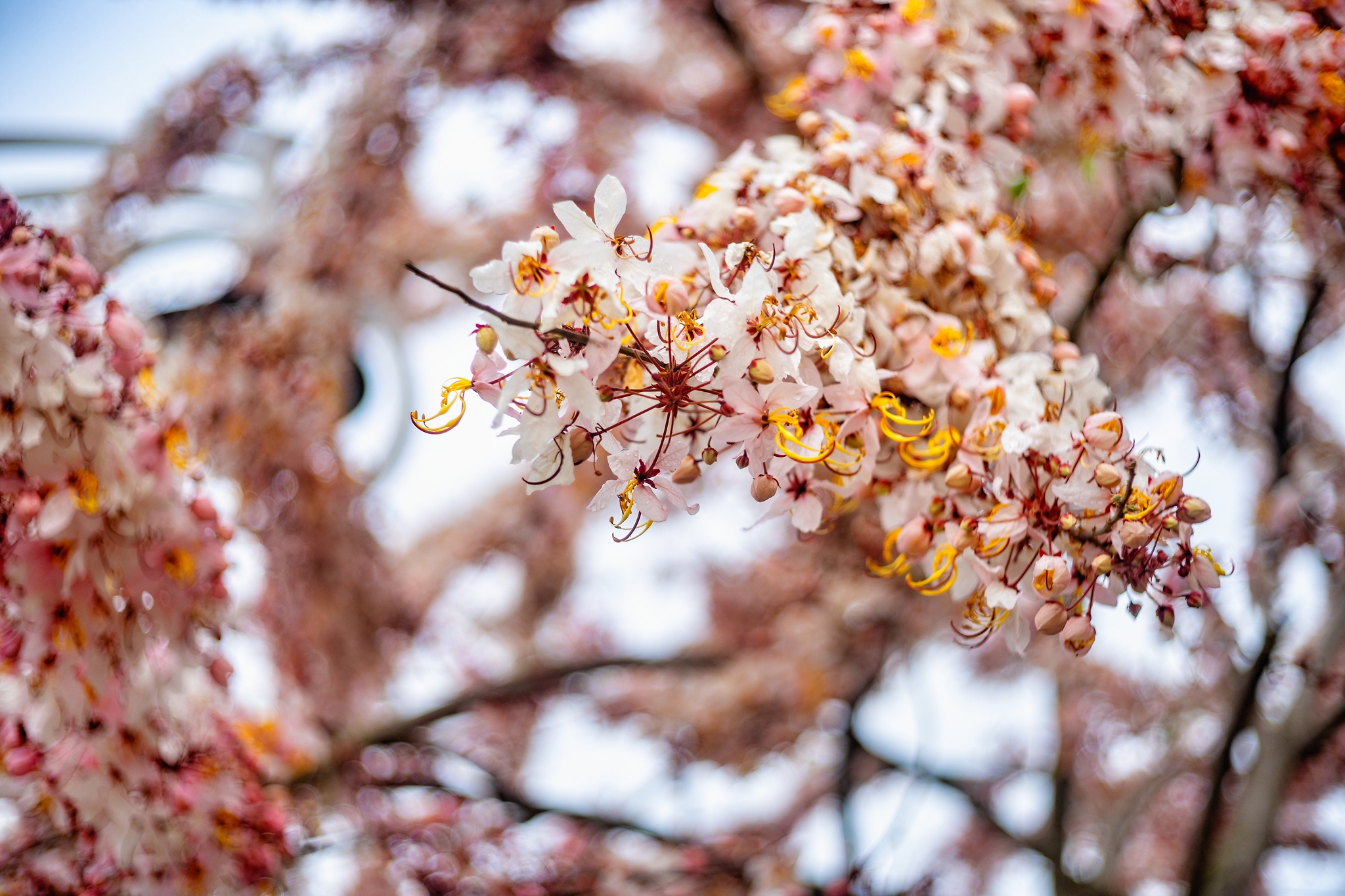 Pink Shower Trees in Ershui