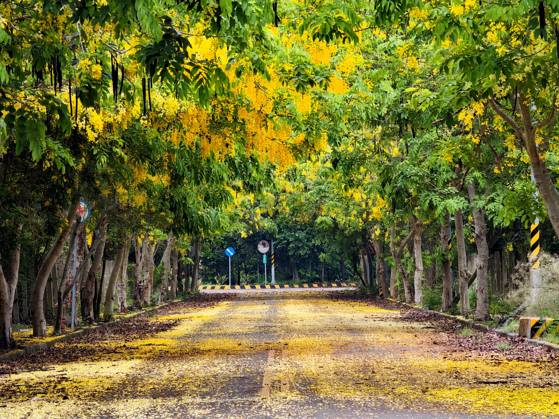 Golden Shower Tree Lined Path