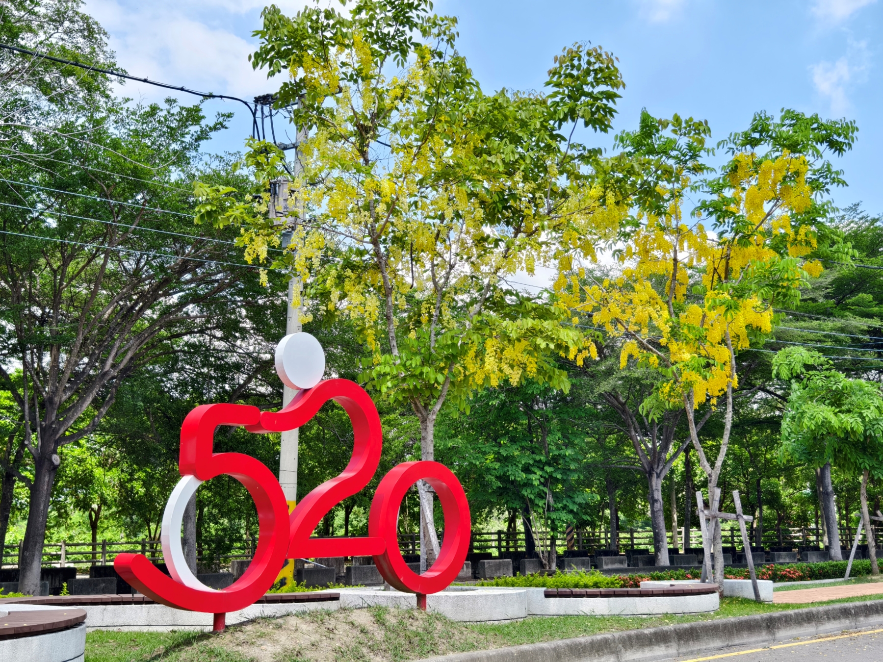 Golden Shower Tree Lined Path