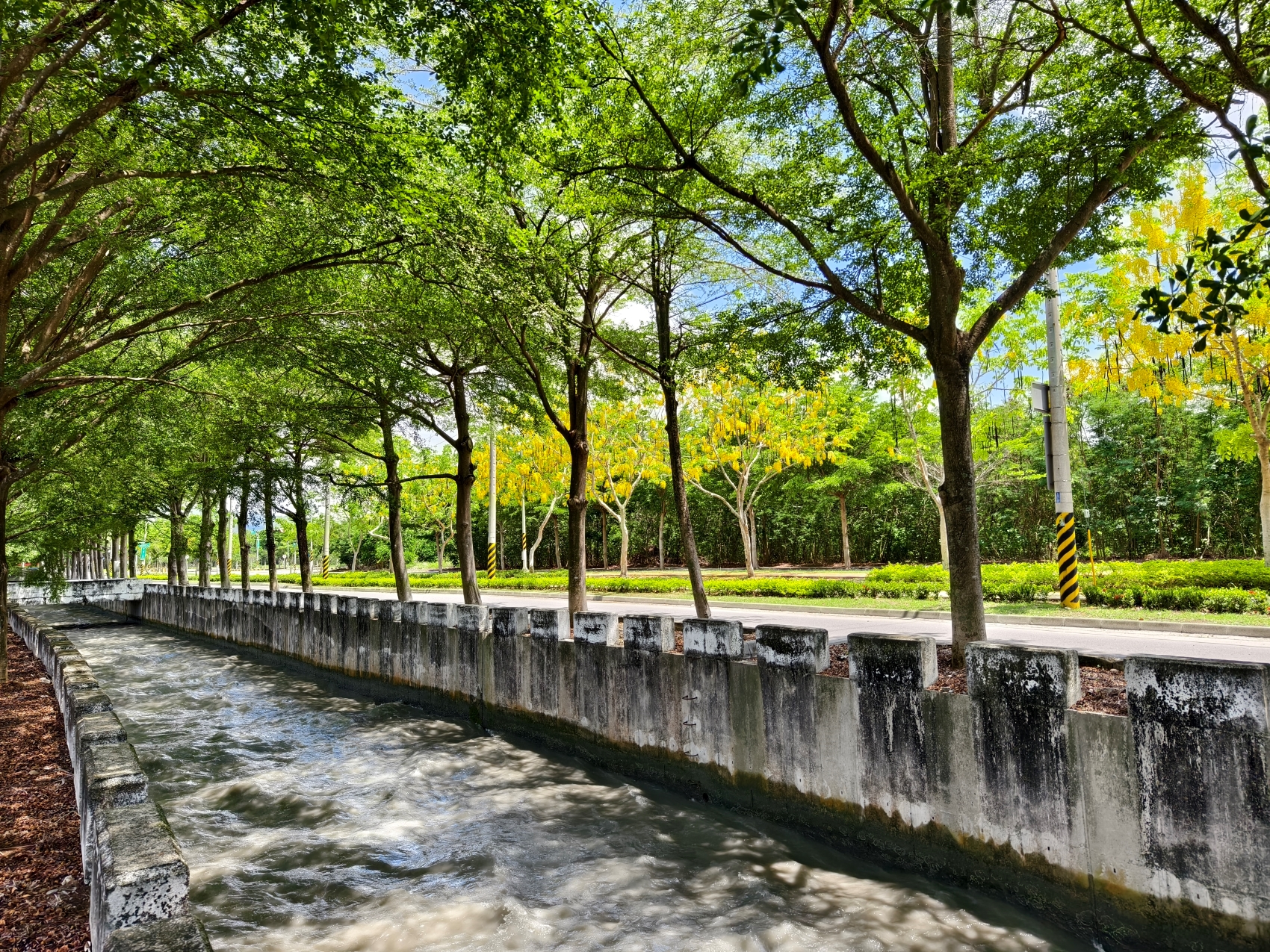 Golden Shower Tree Lined Path
