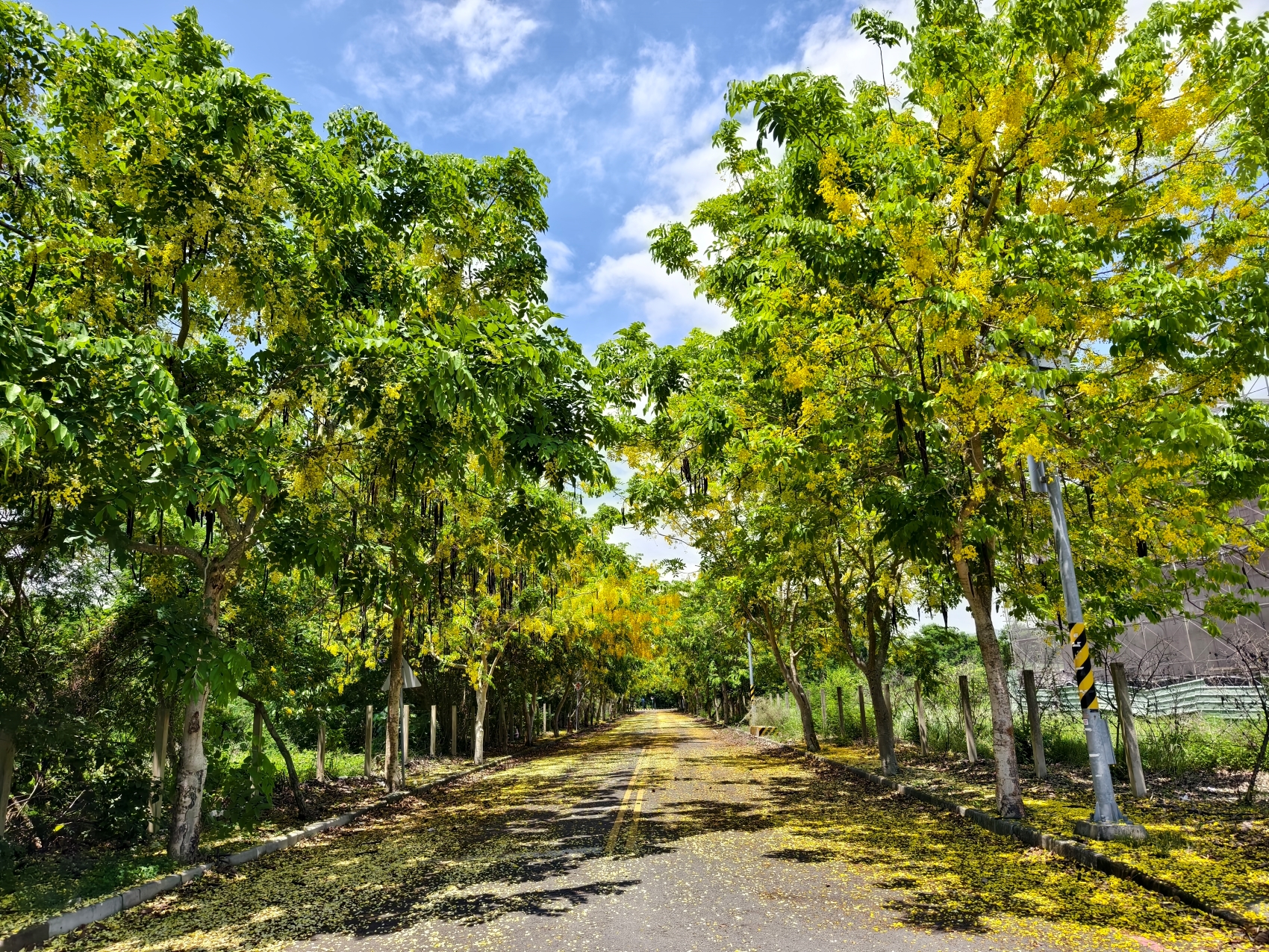 Golden Shower Tree Lined Path