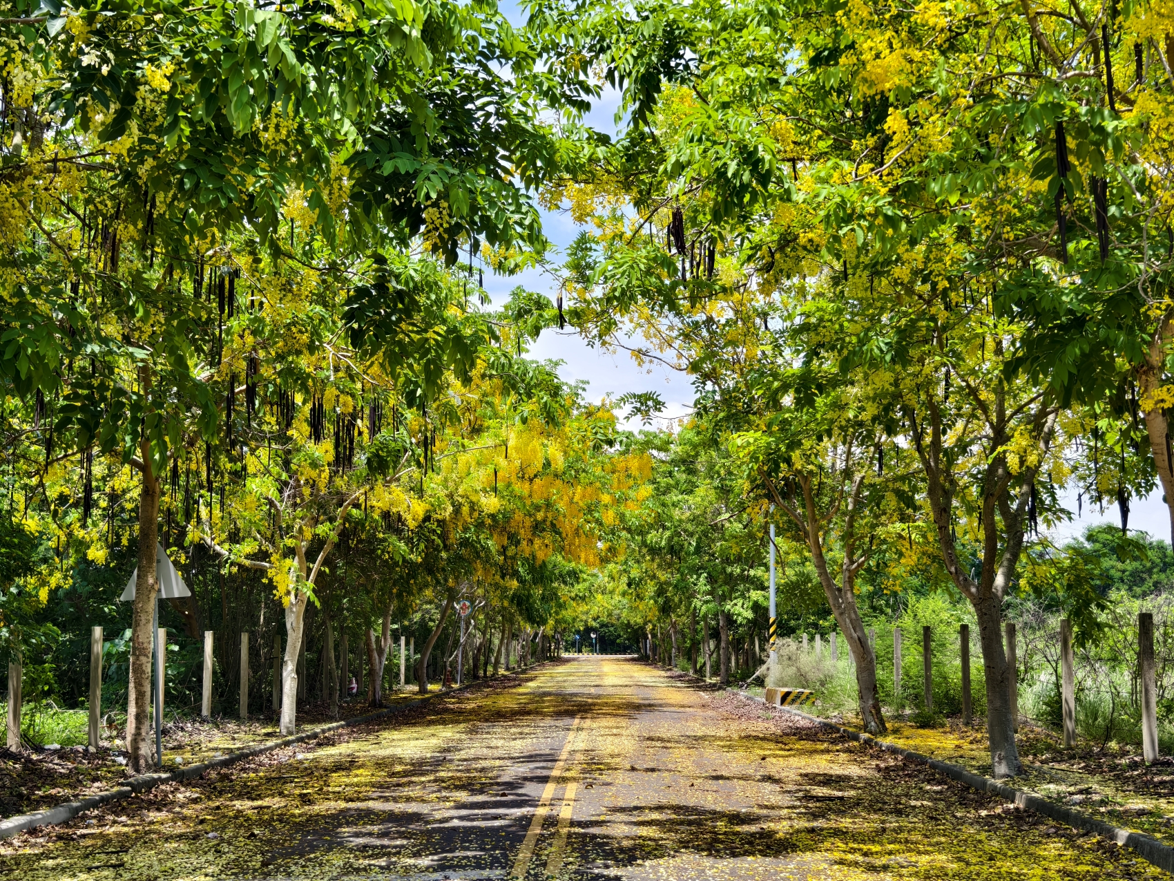 Golden Shower Tree Lined Path