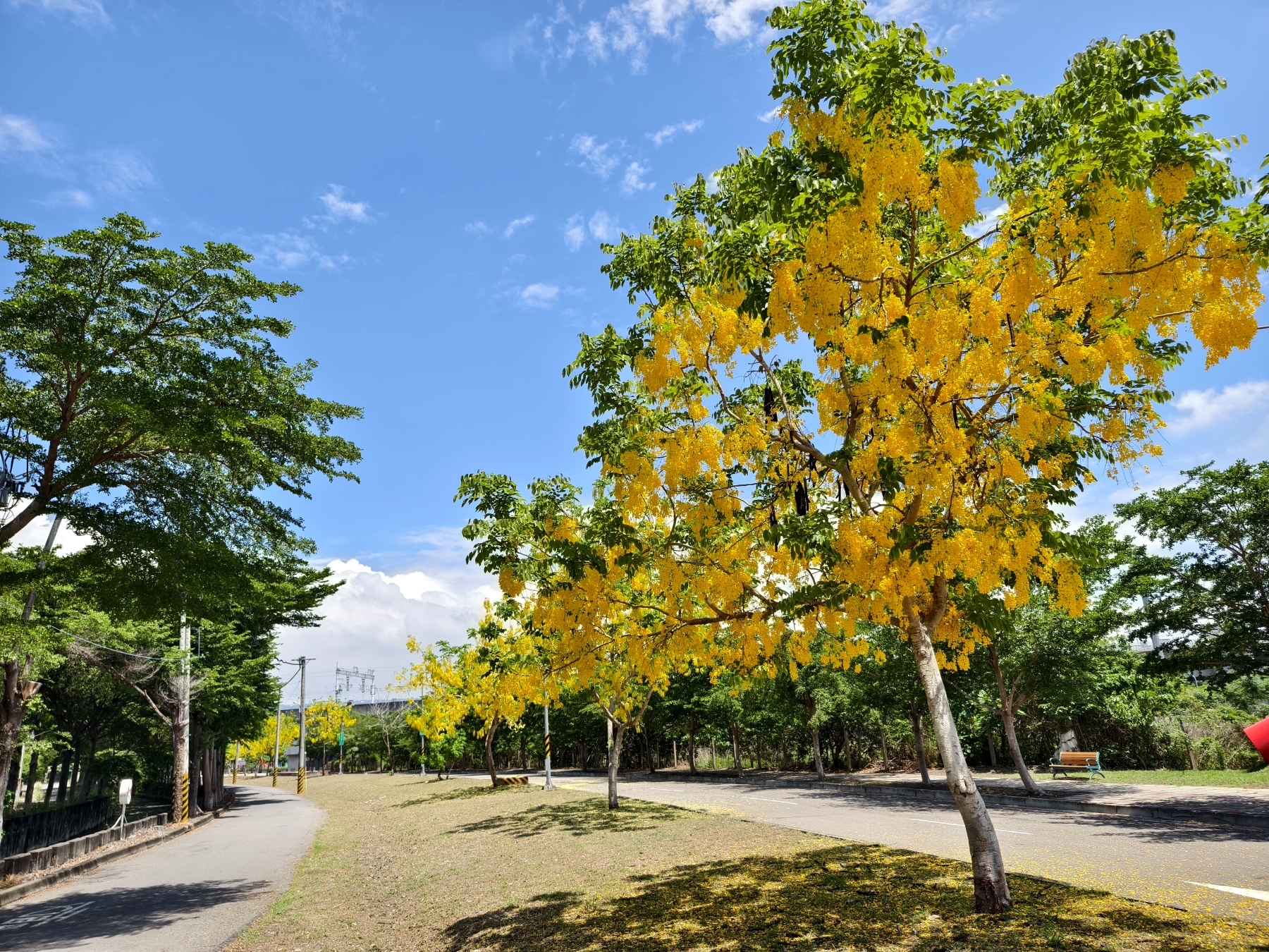 Golden Shower Tree Lined Path
