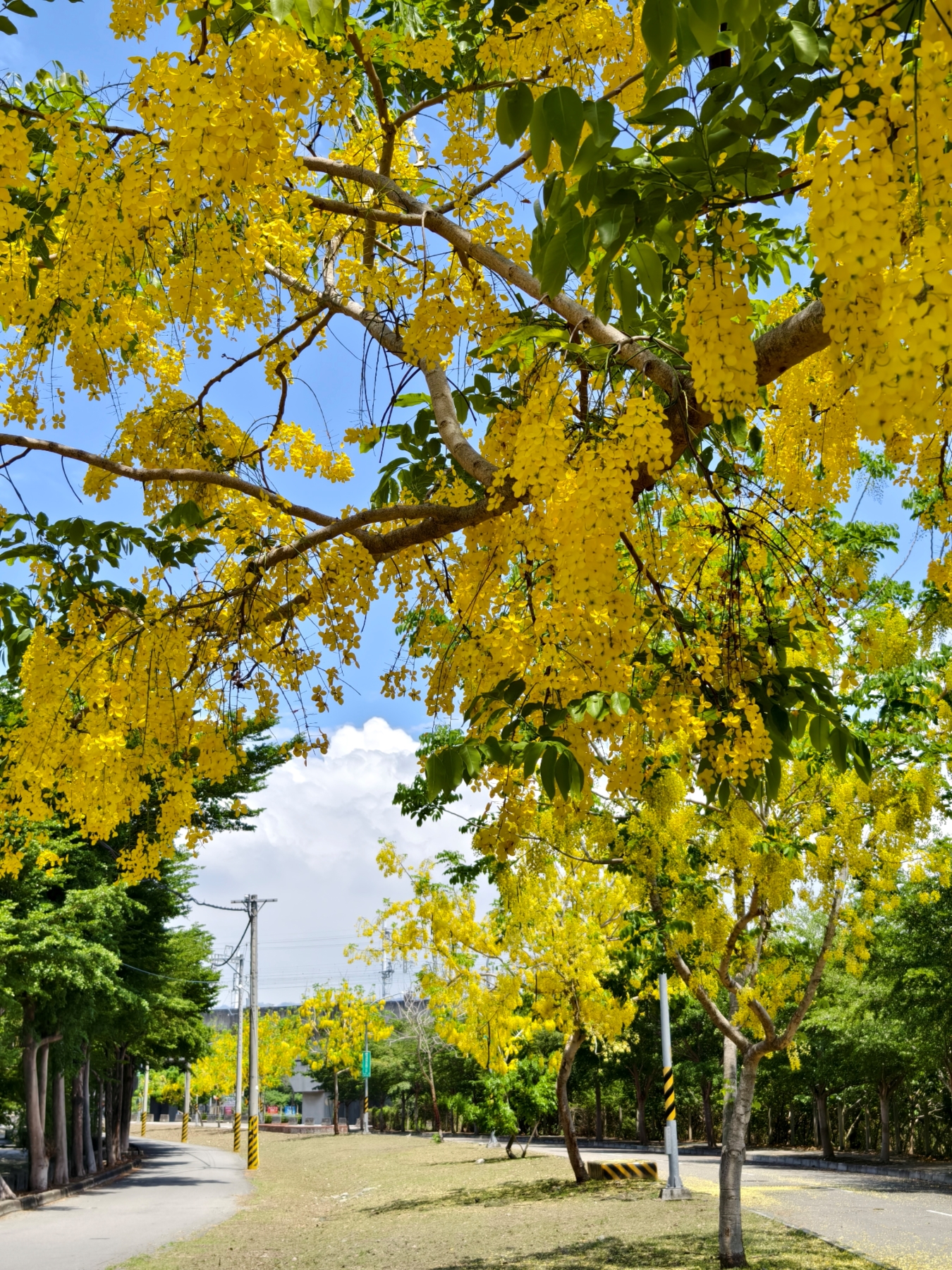 Golden Shower Tree Lined Path