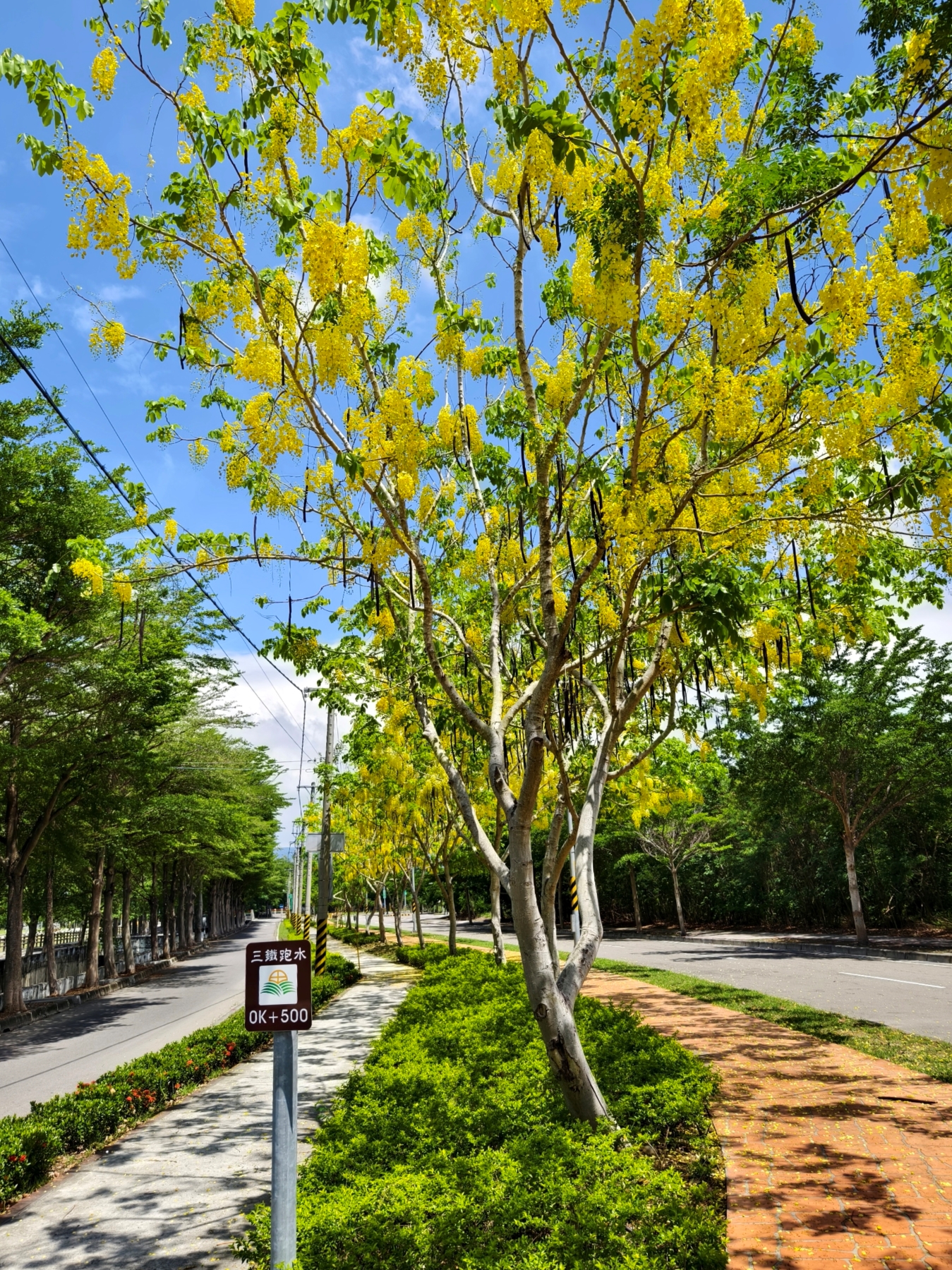 Golden Shower Tree Lined Path