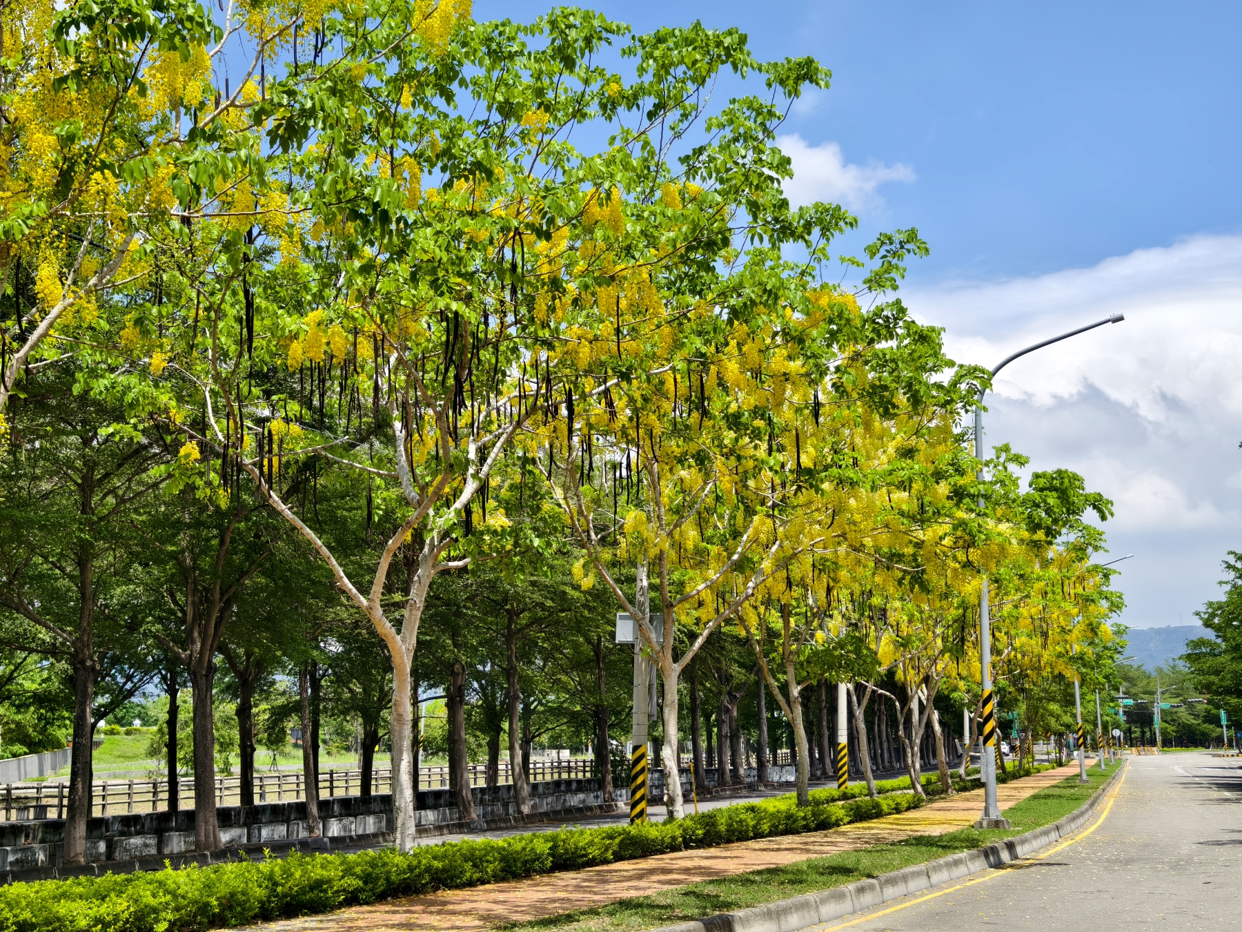 Golden Shower Tree Lined Path