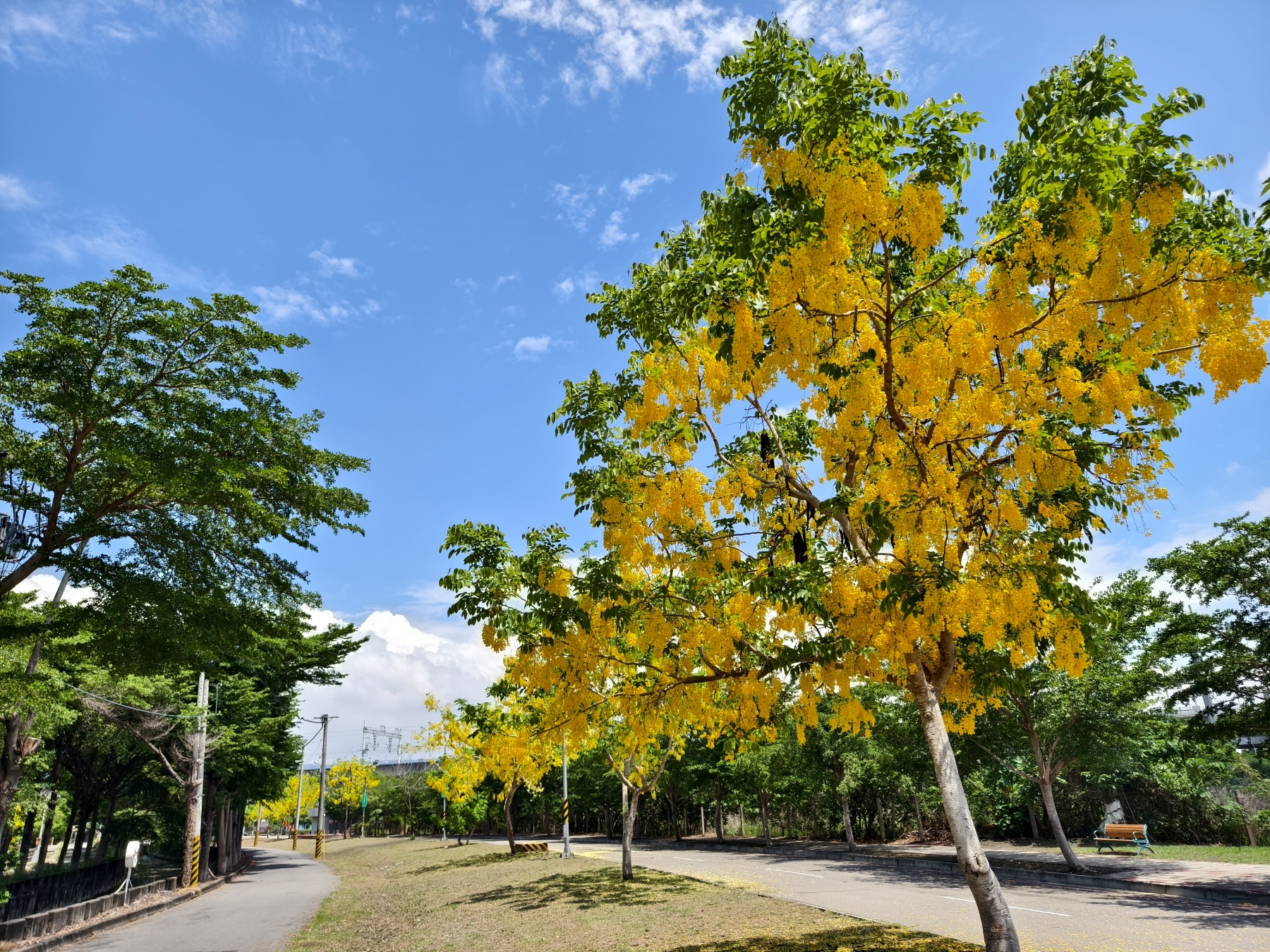Golden Shower Tree Lined Path