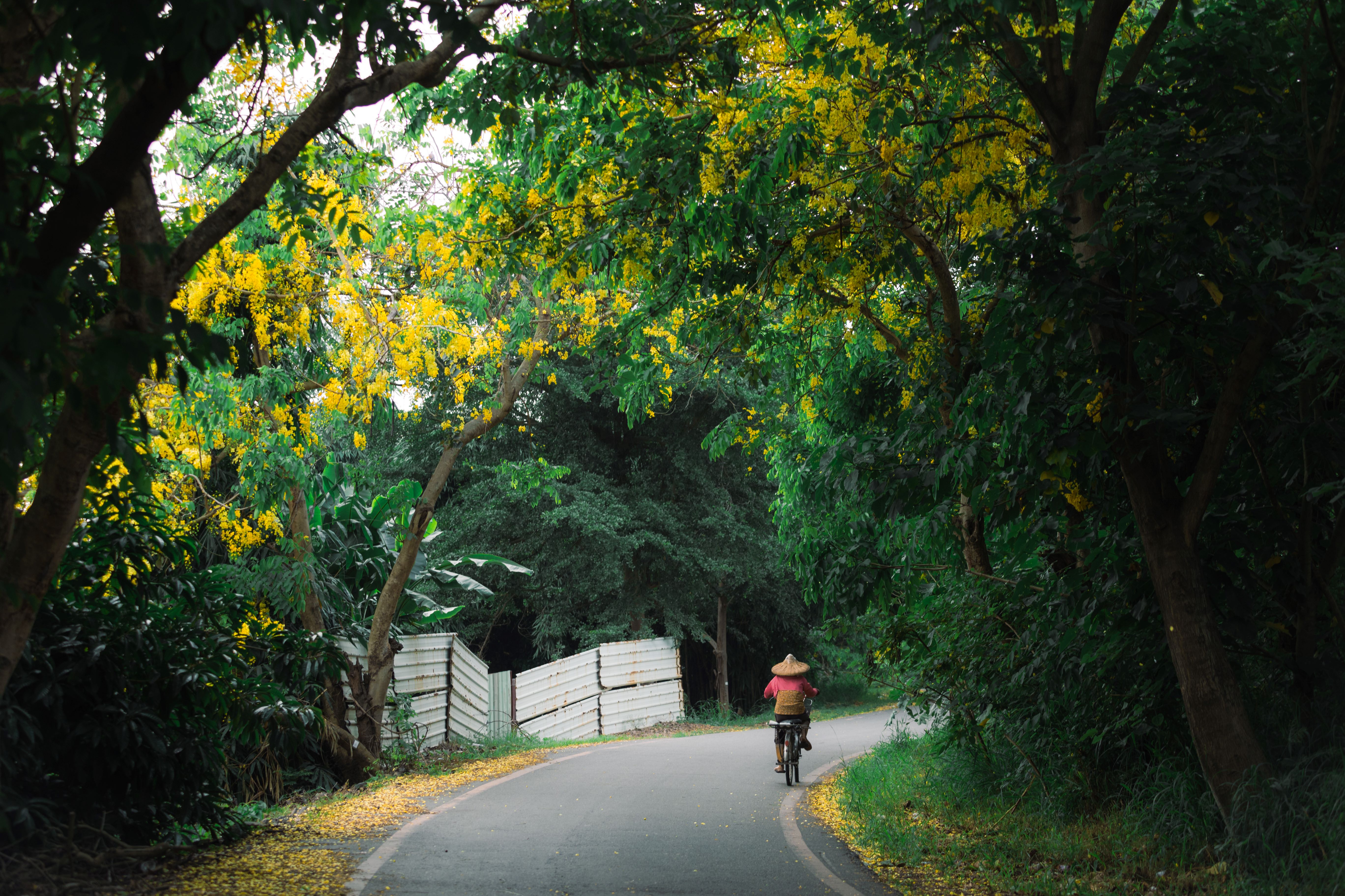 Golden Shower Tree Lined Path