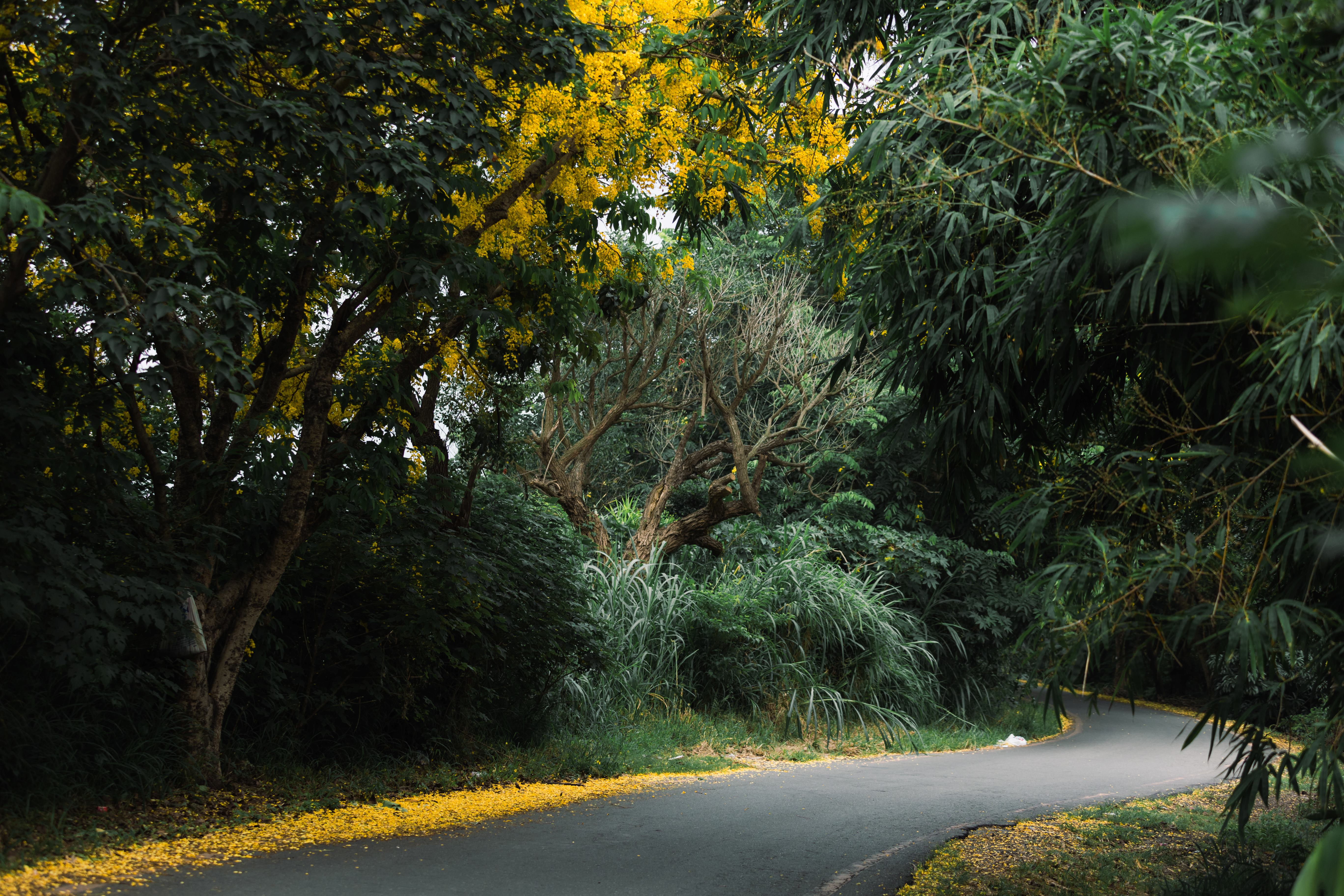 Golden Shower Tree Lined Path