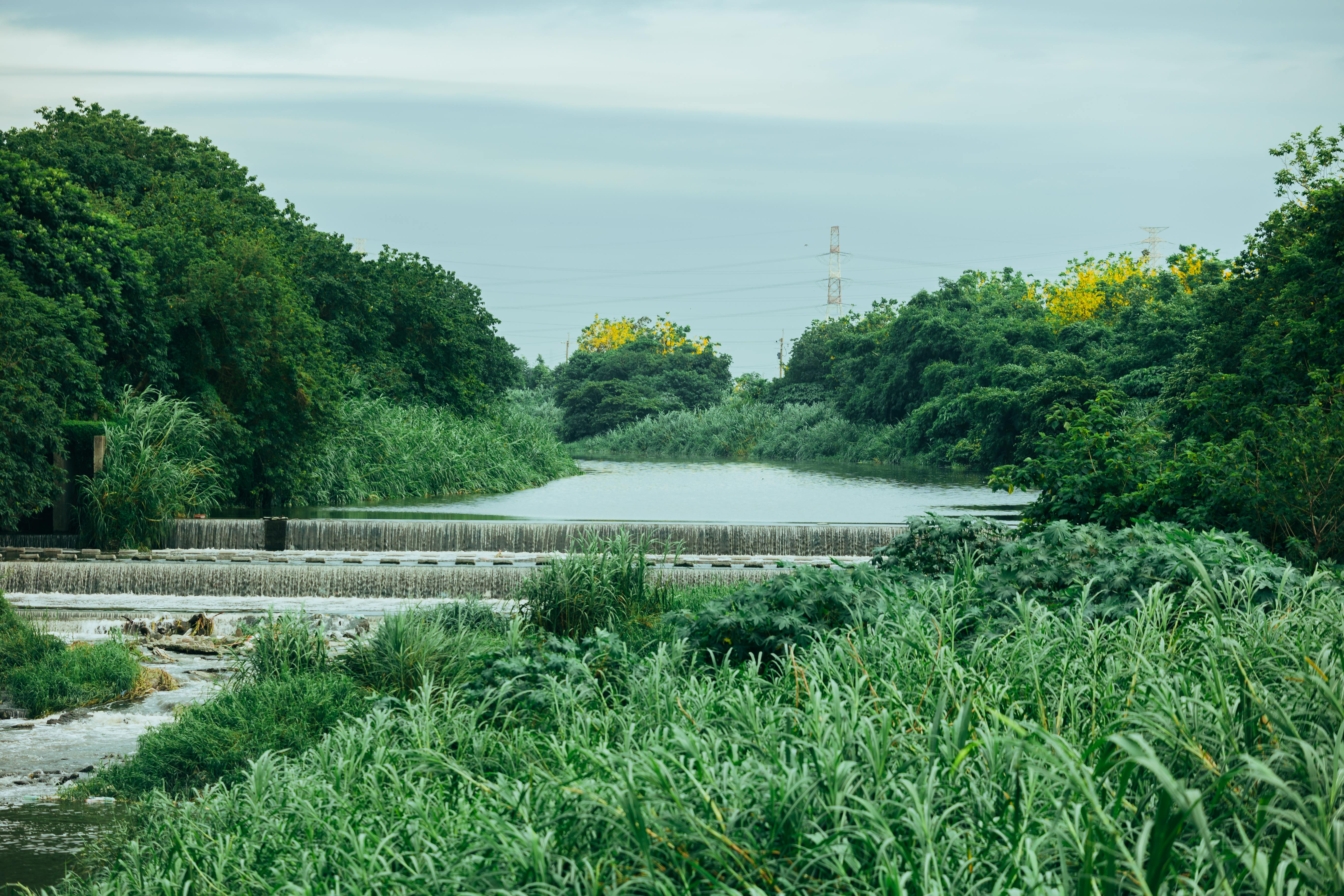 Golden Shower Tree Lined Path
